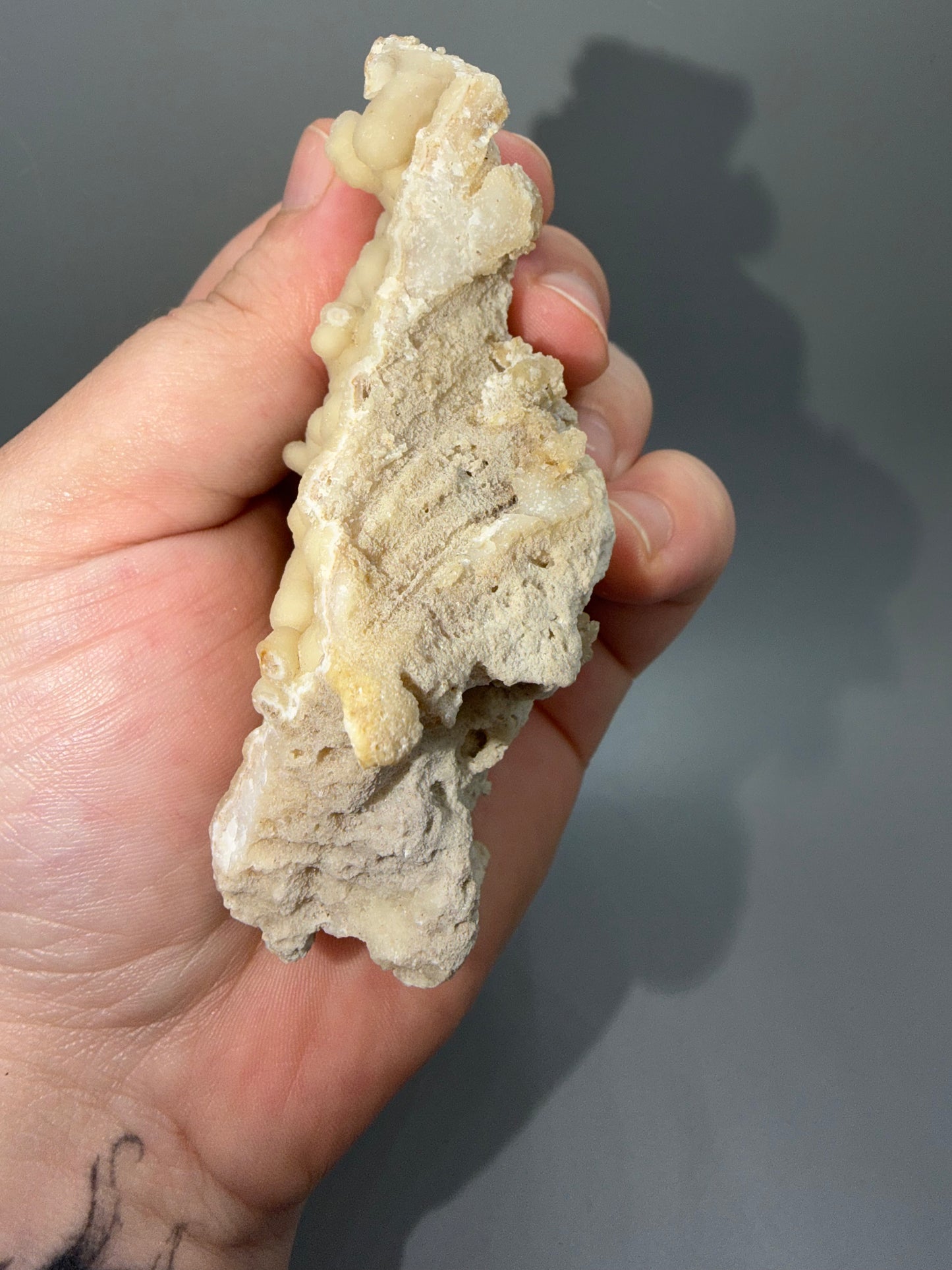 Agatized coral