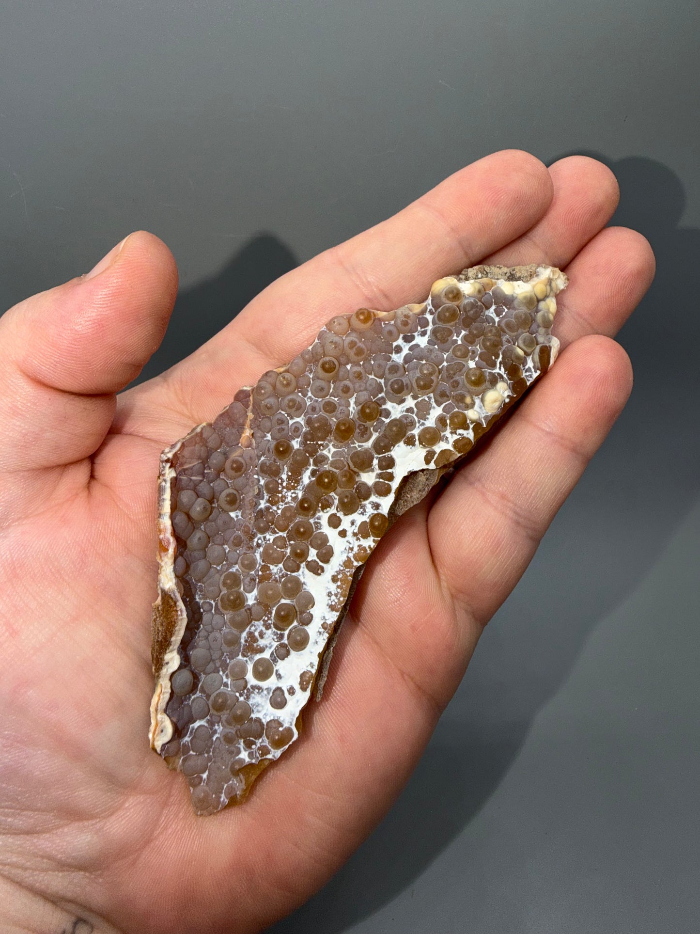 Agatized coral