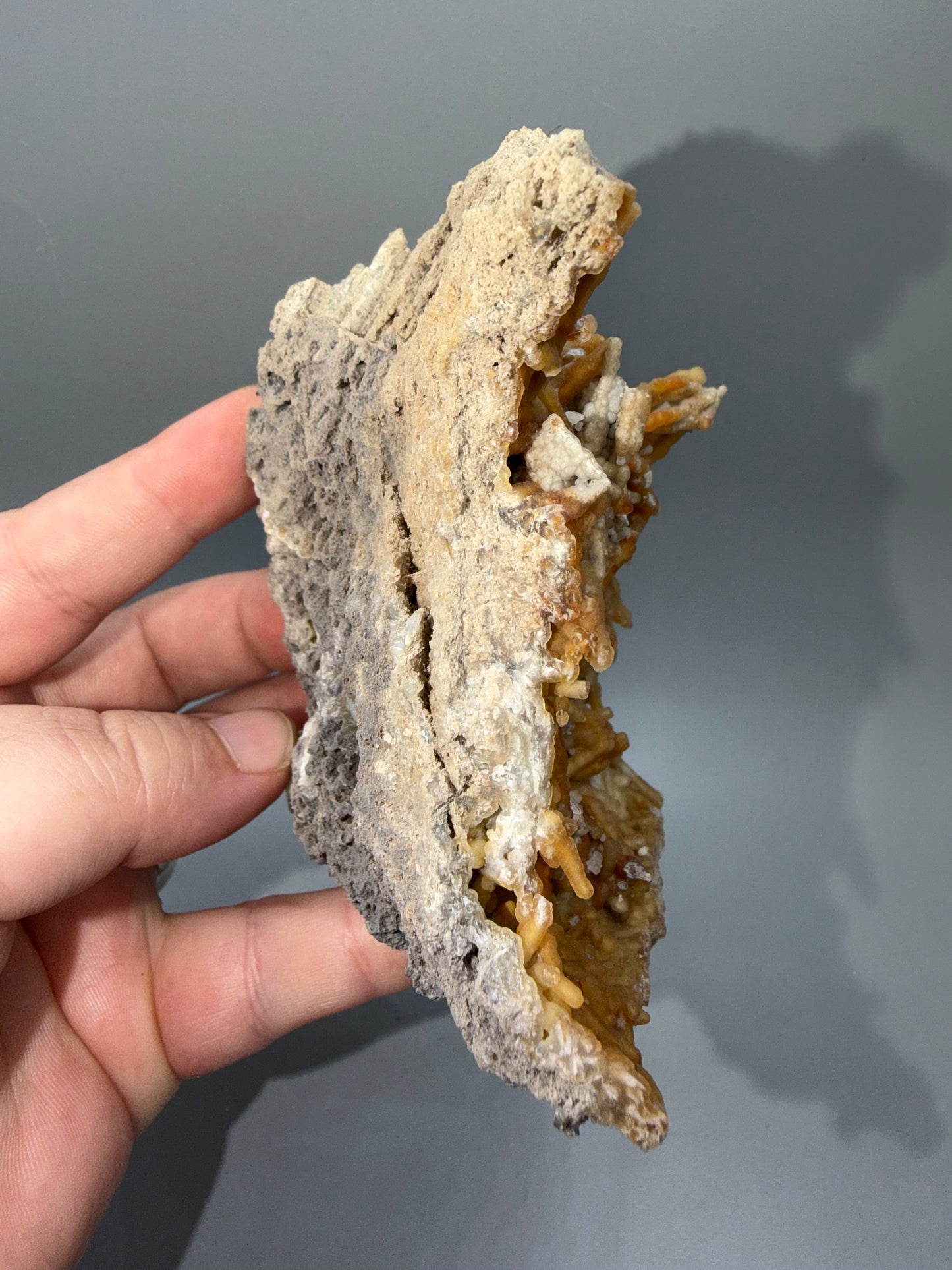 Agatized coral