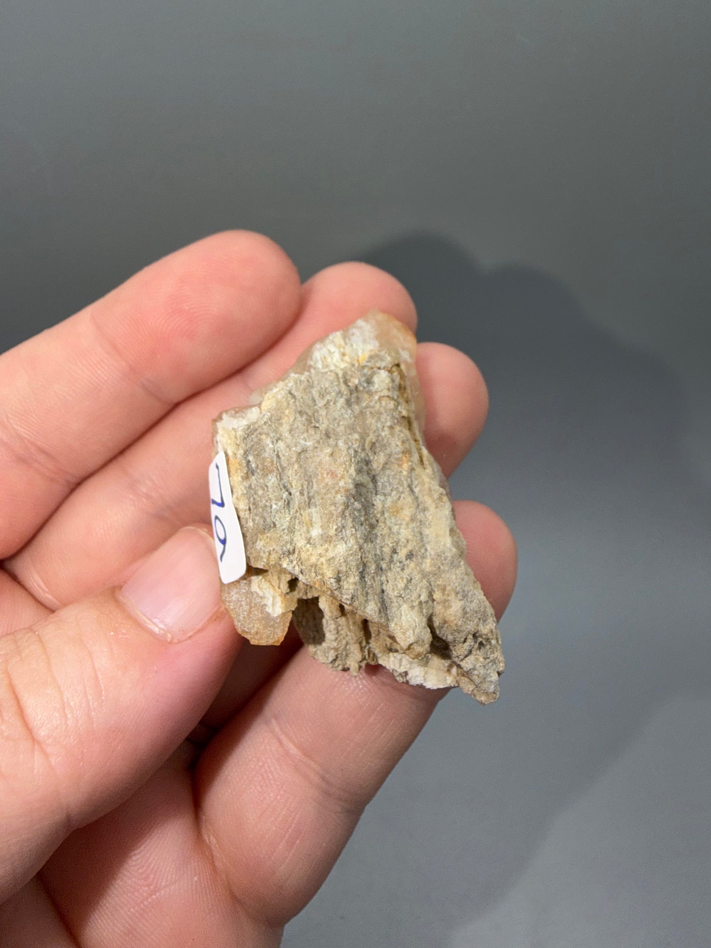 Agatized coral