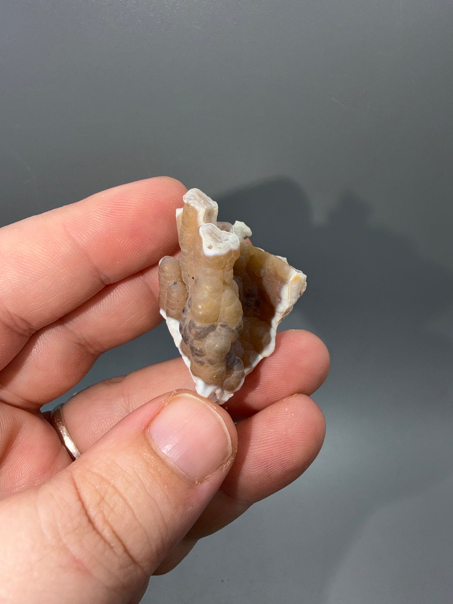 Agatized coral