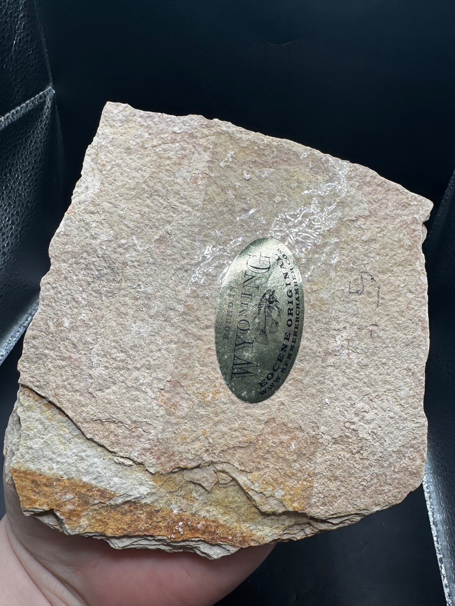 Knightia eocaena