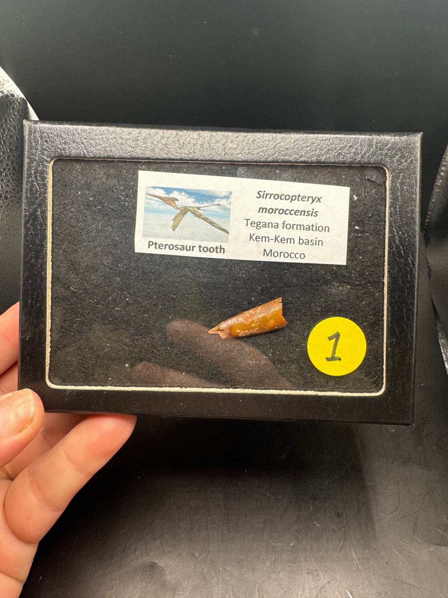 Pterosaur teeth