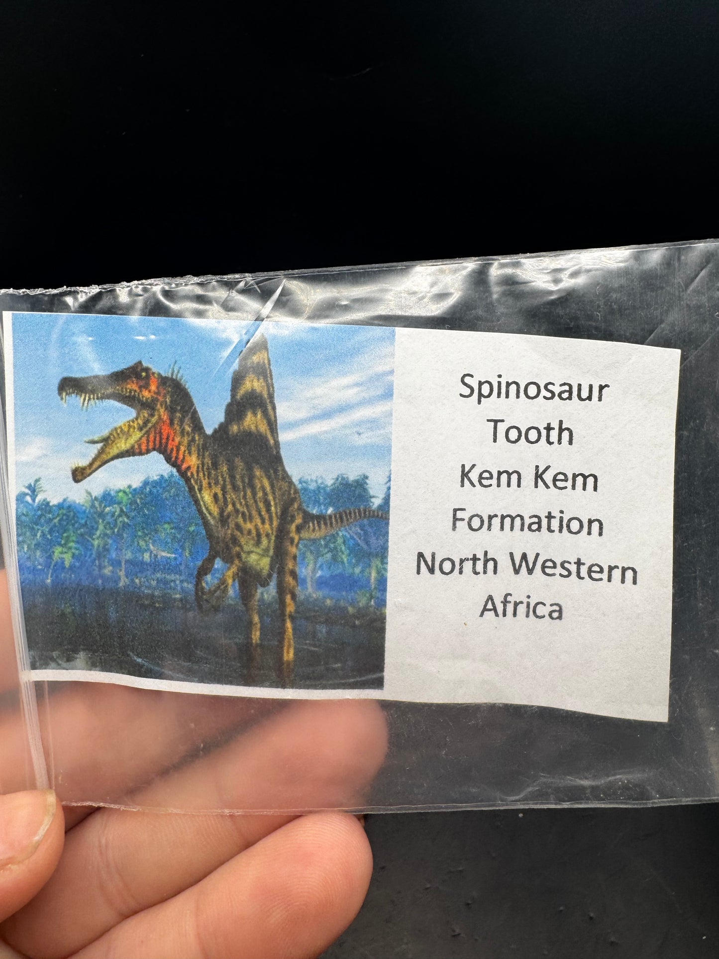 Spinosaurus teeth