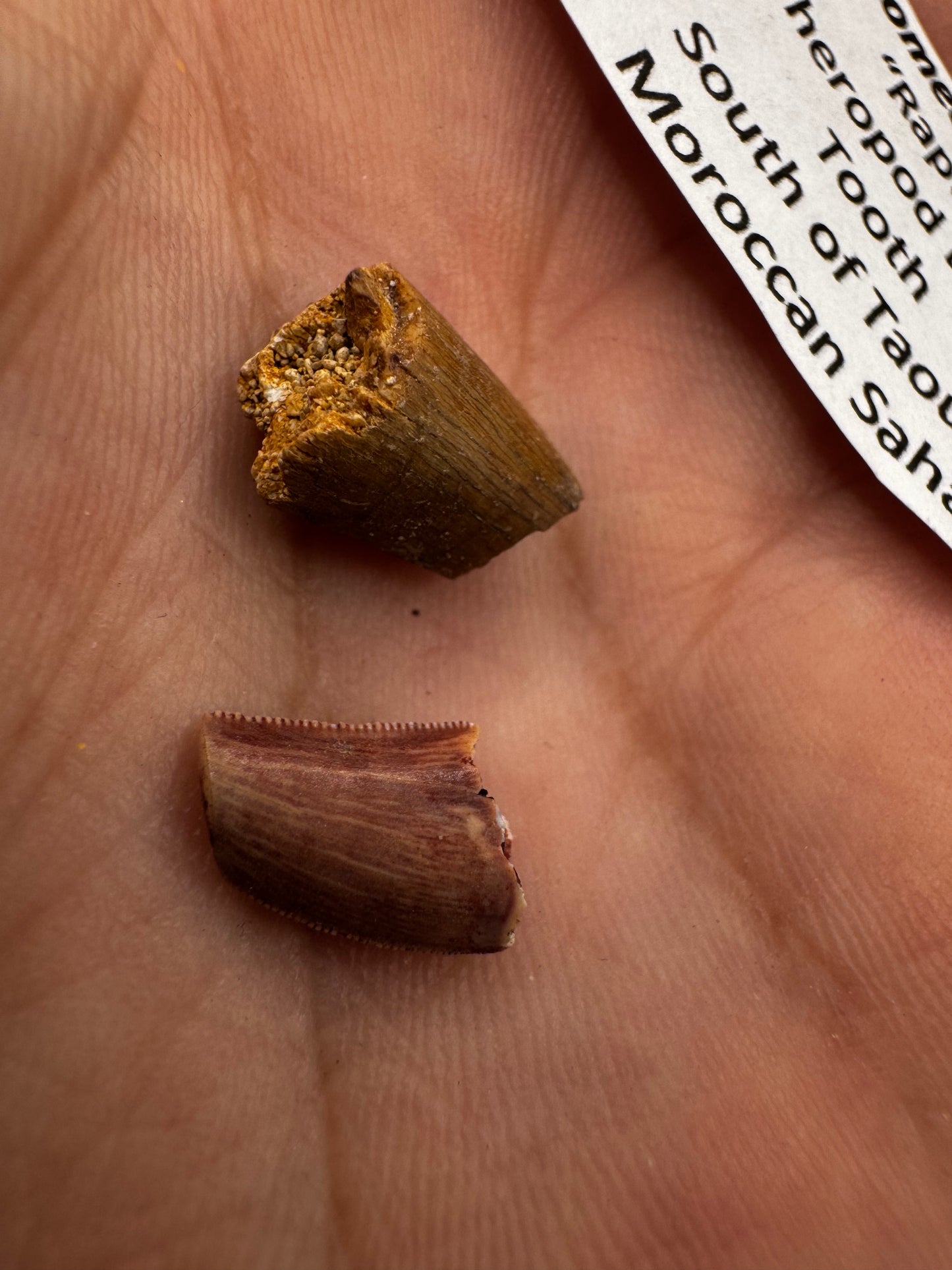 Raptor teeth