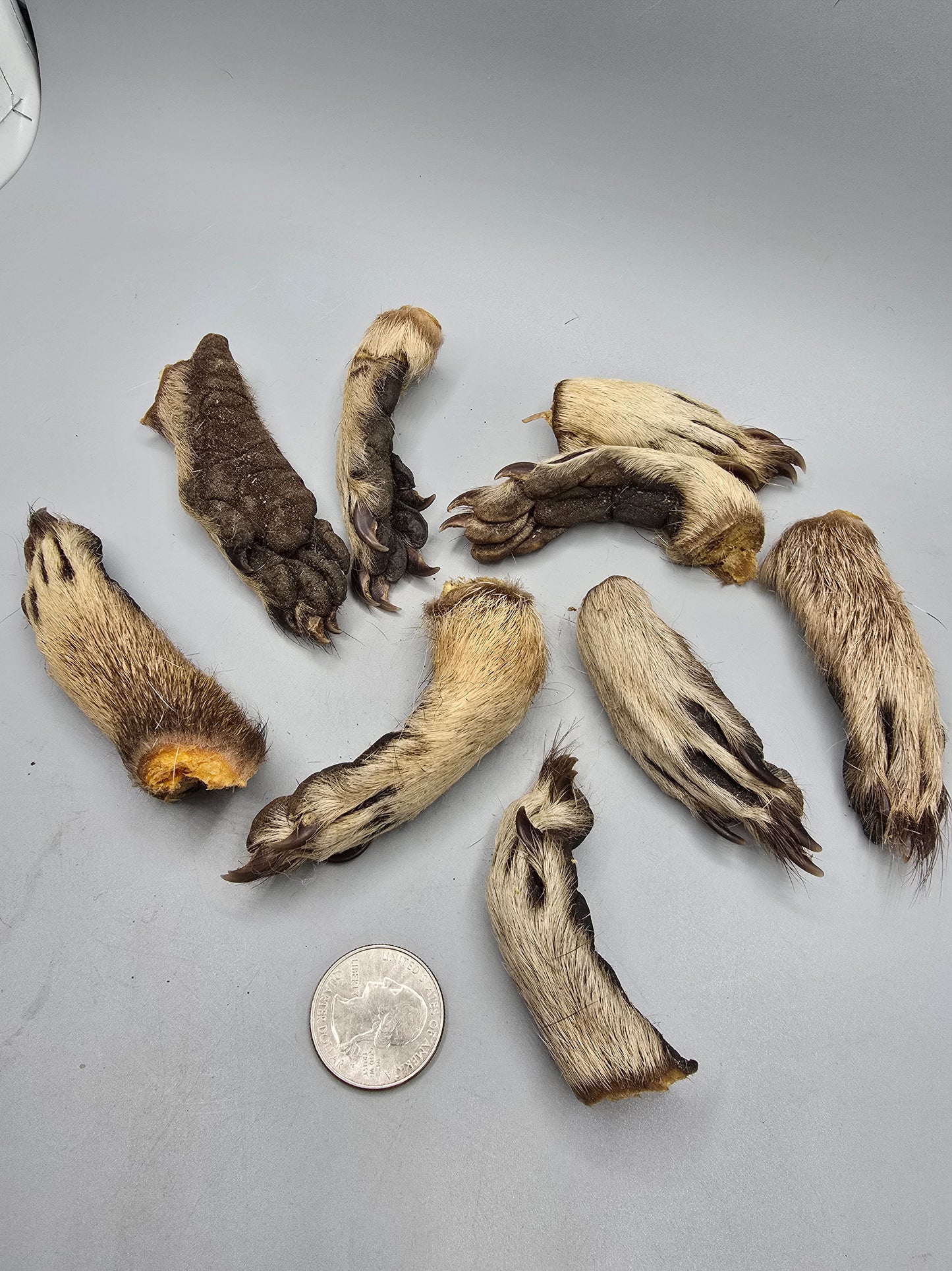 Raccoon paws