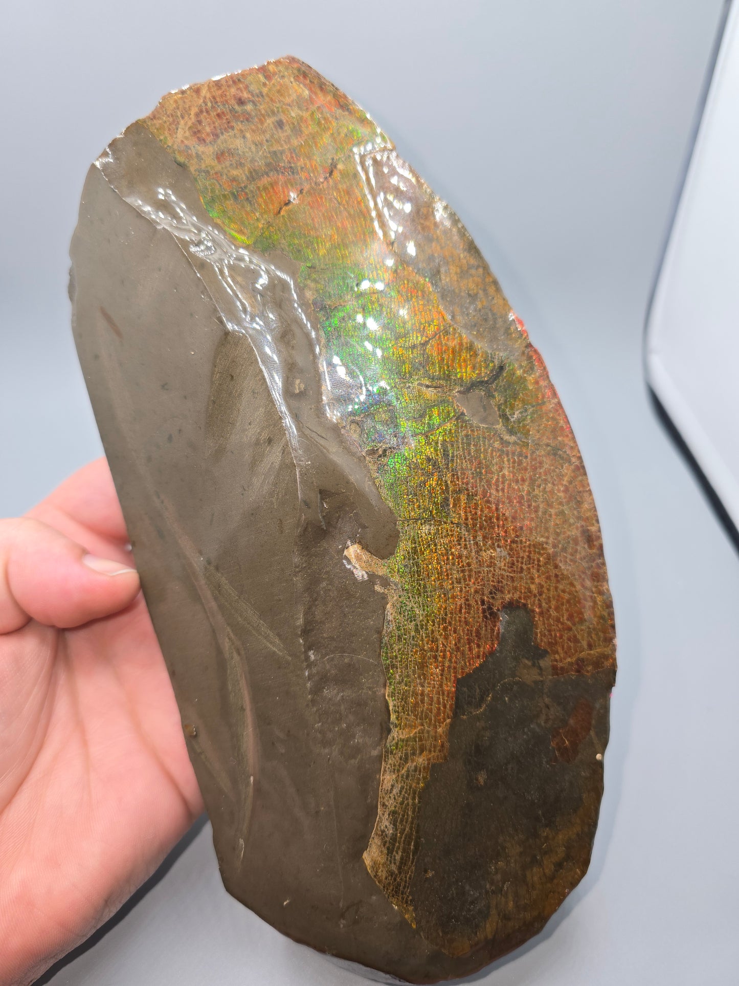 Canadian ammolite