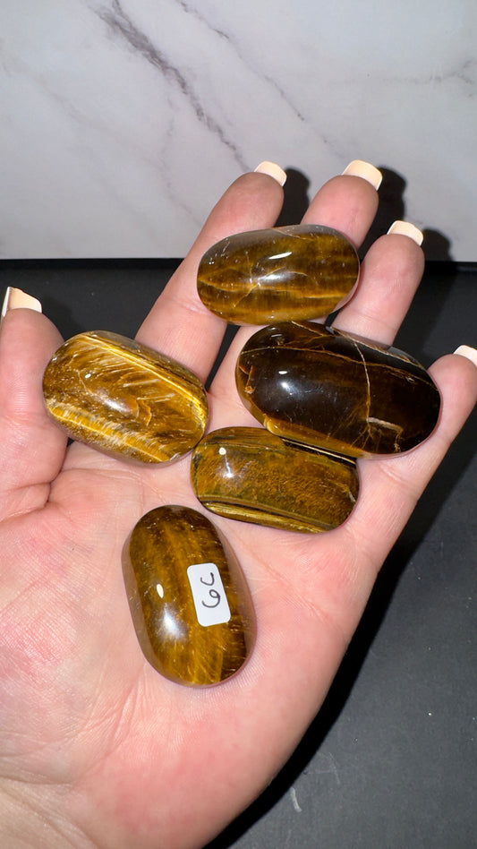 Mini tigers eye palms