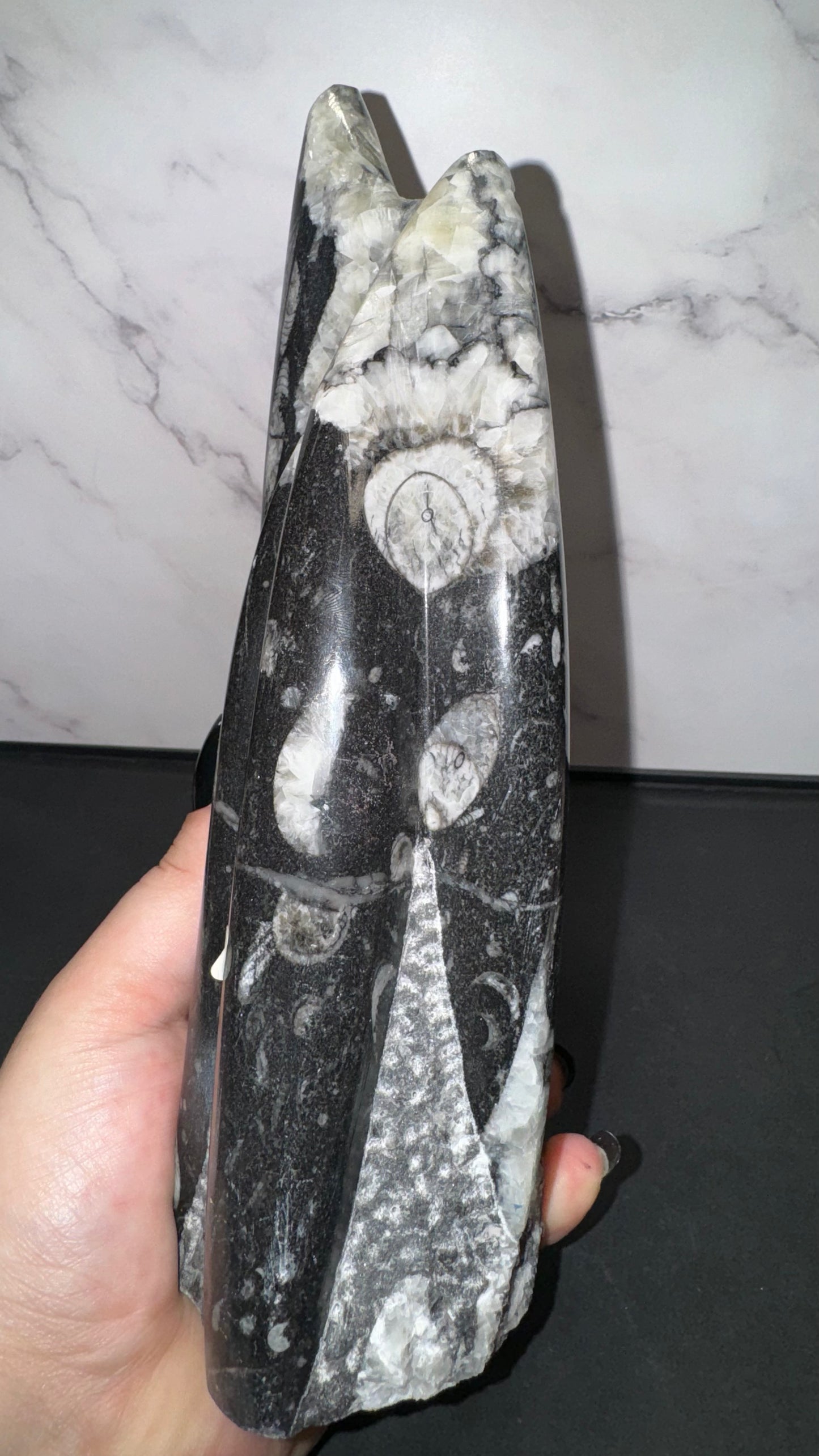 Orthosaurus statue