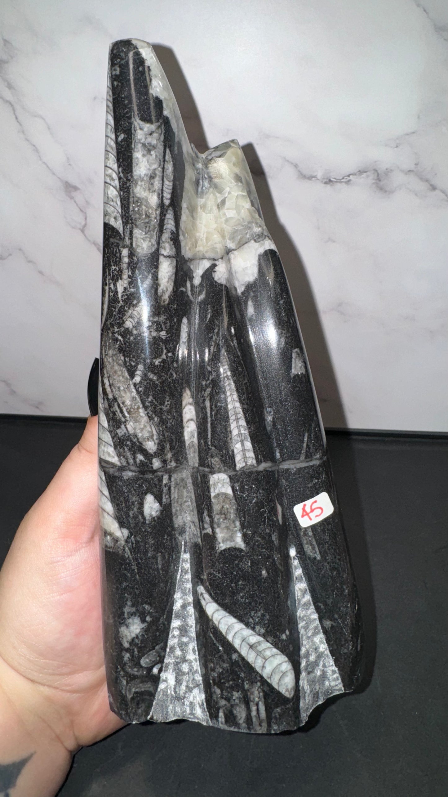 Orthosaurus statue