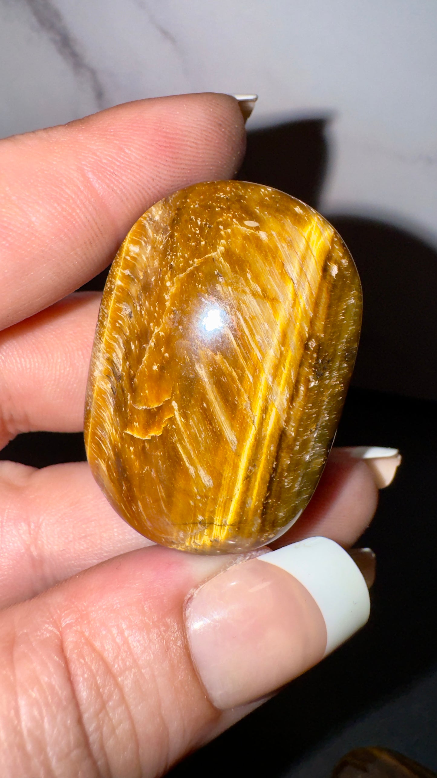 Mini tigers eye palms