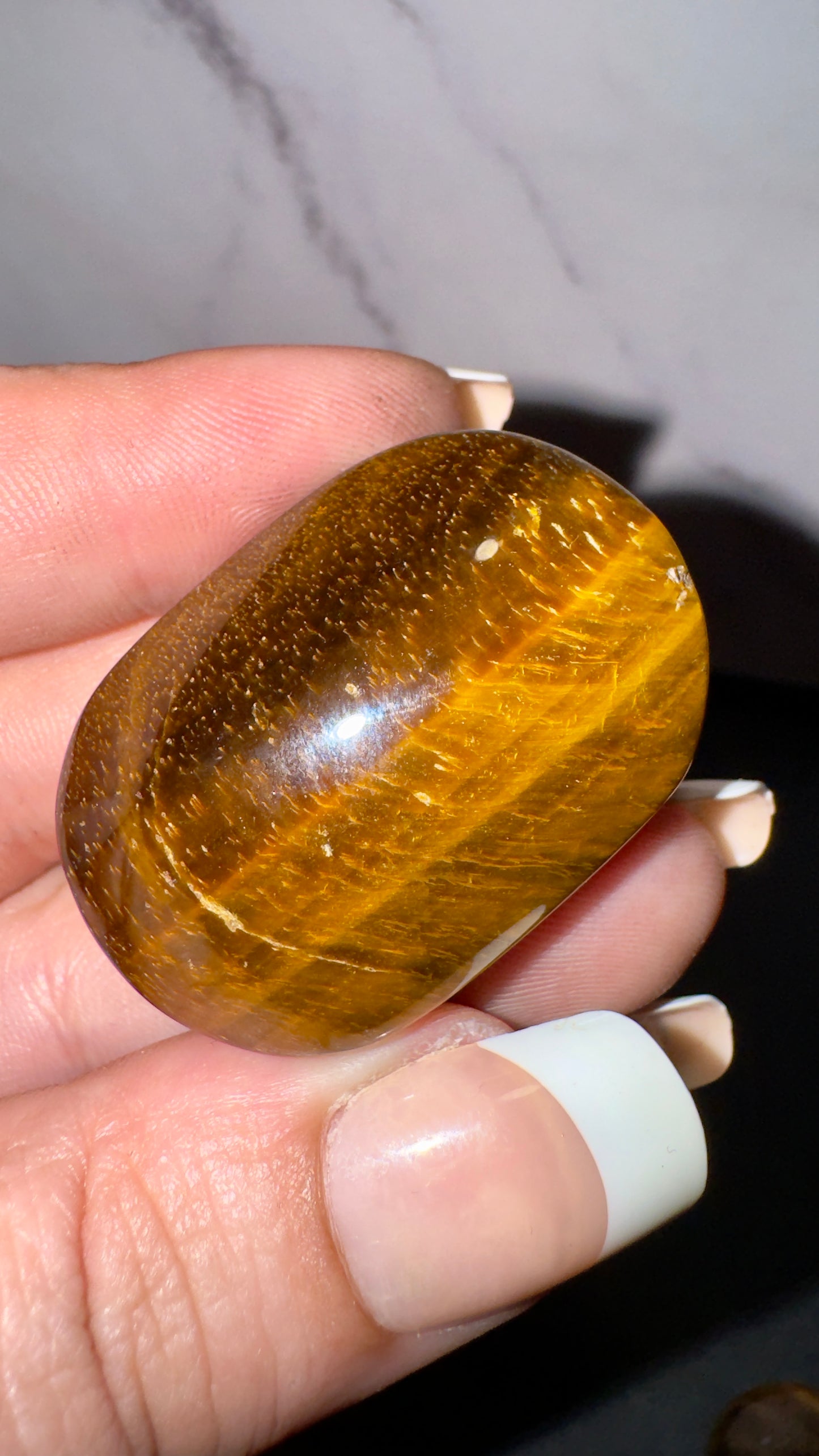 Mini tigers eye palms