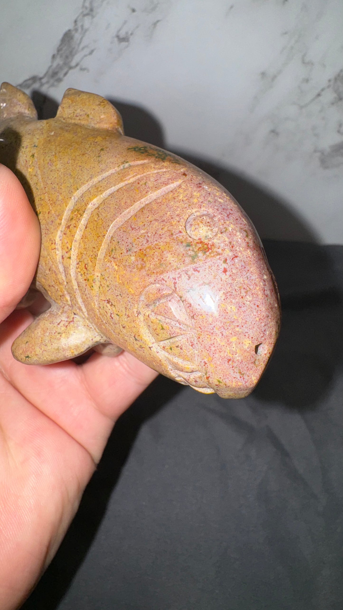 Ocean jasper shark