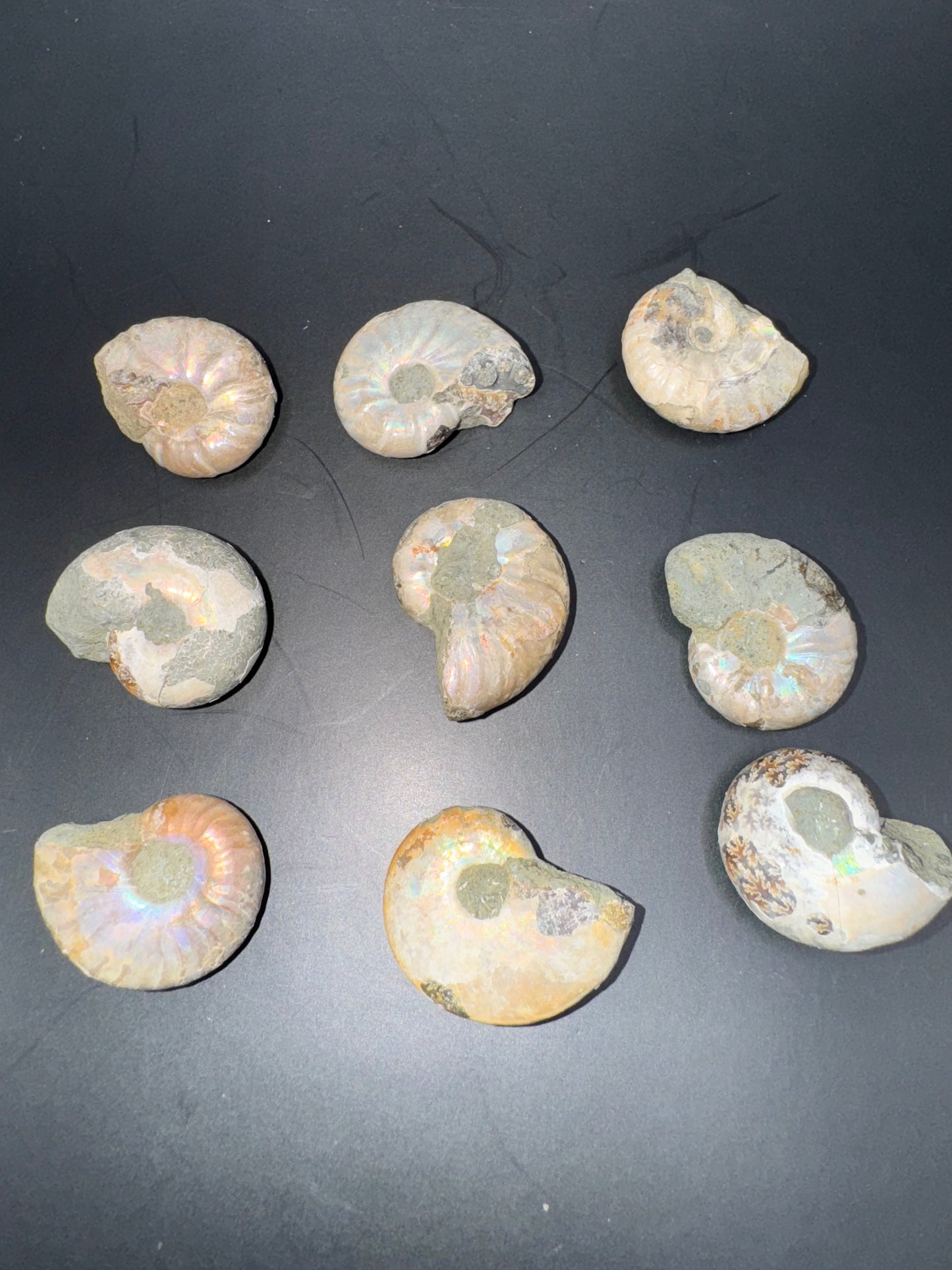 Opalized mini ammonites