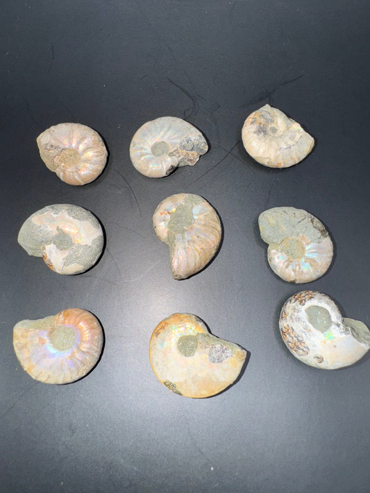 Opalized mini ammonites