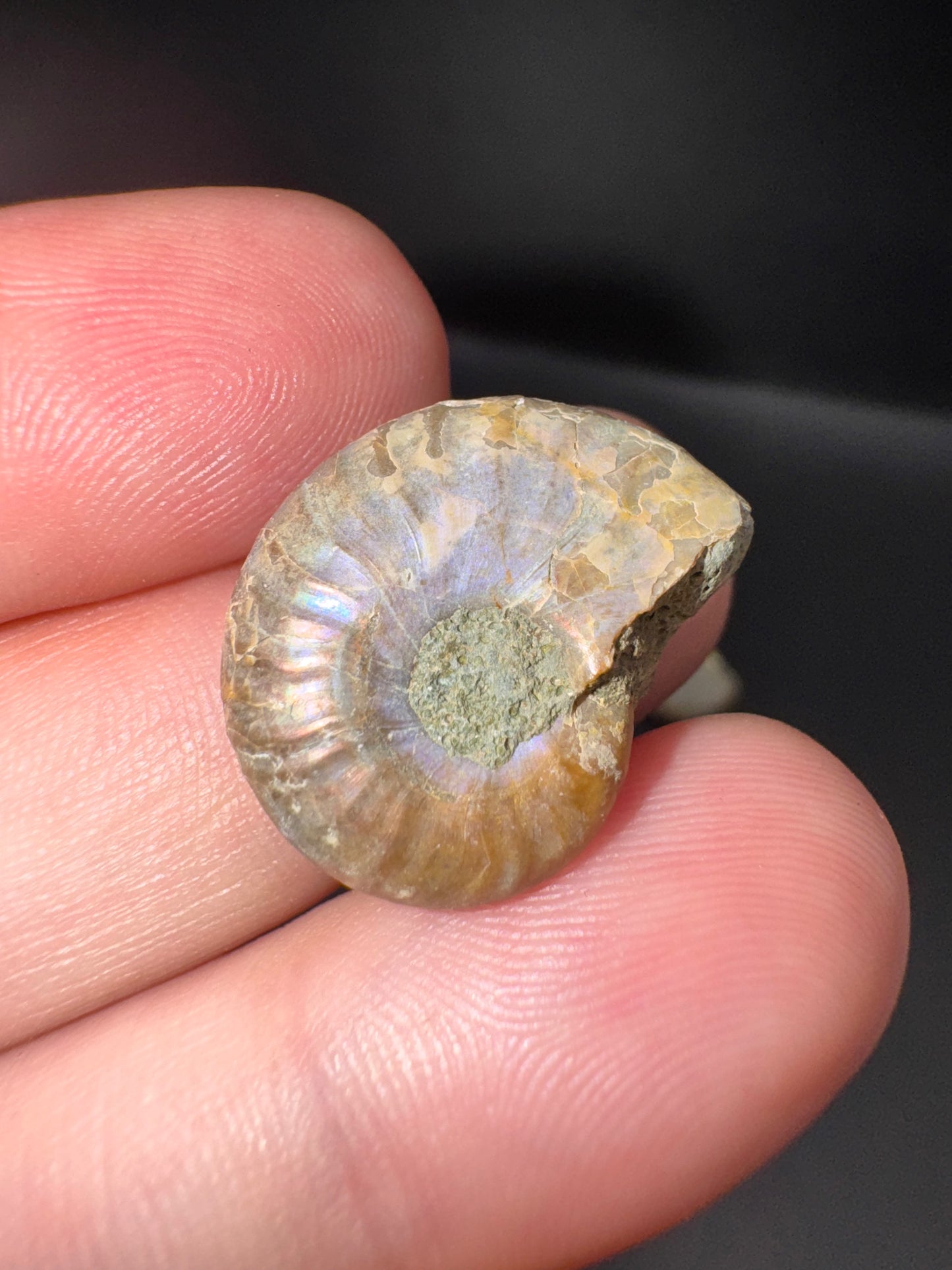 Opalized mini ammonites