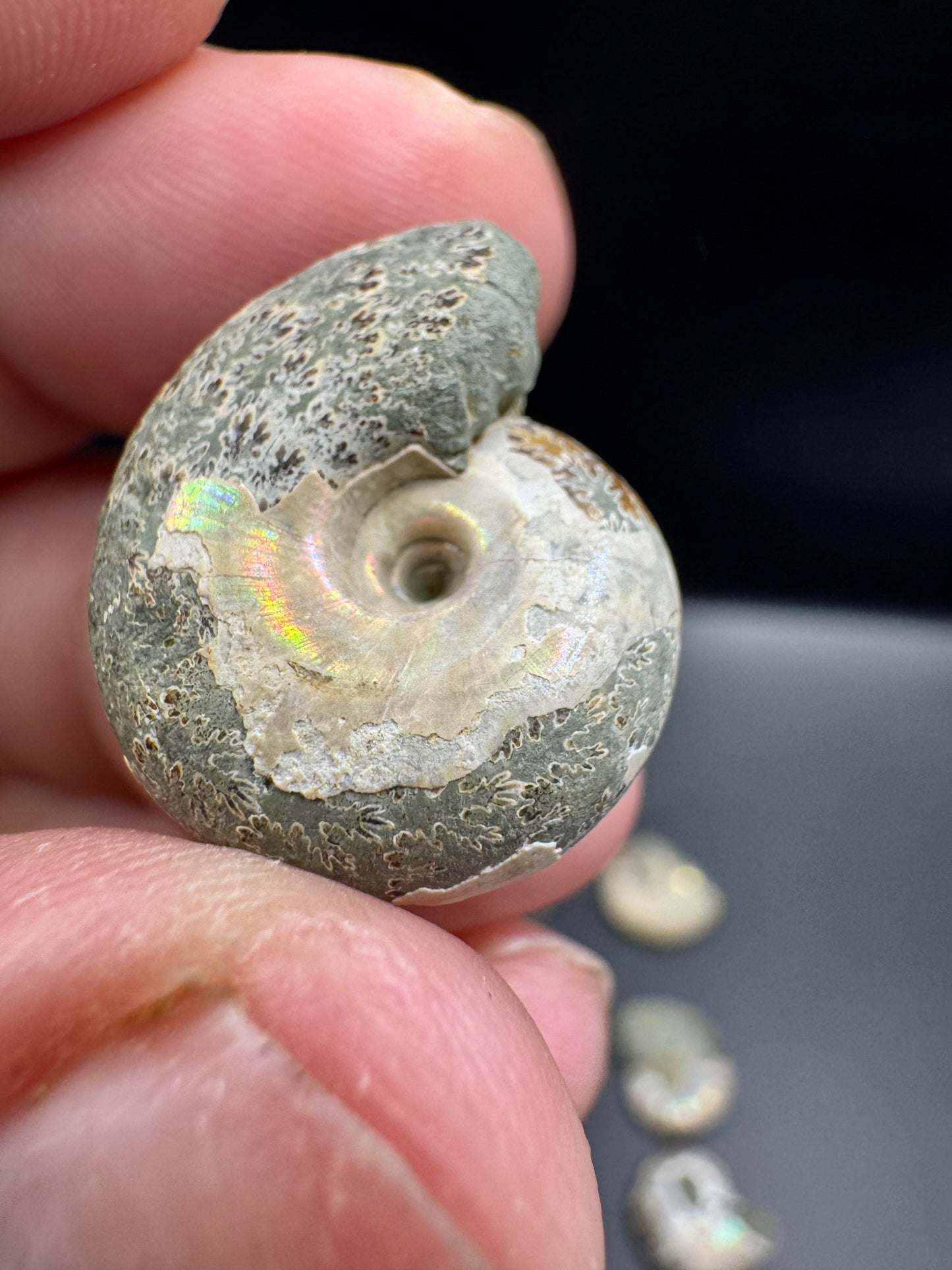 Opalized mini ammonites
