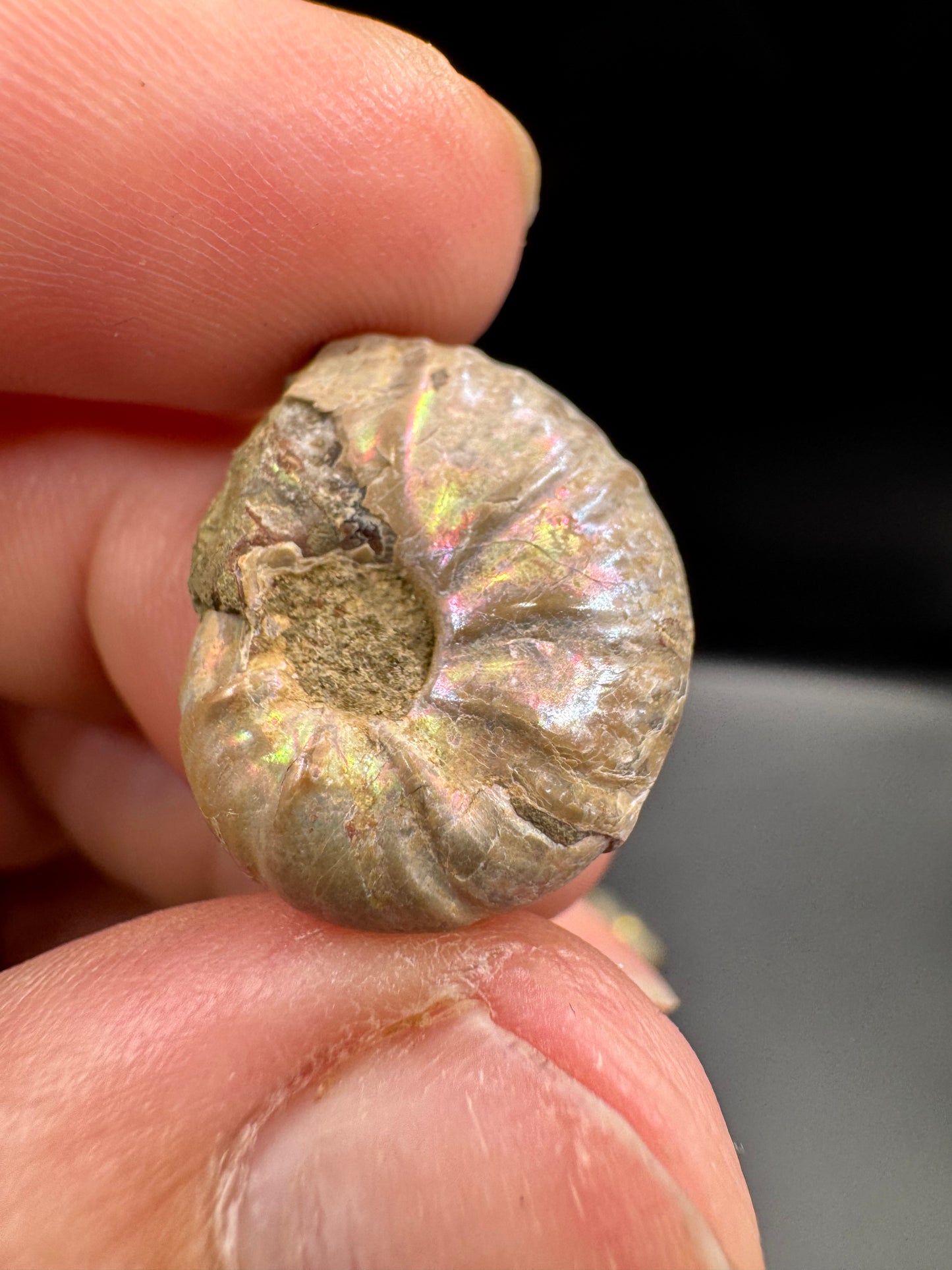 Opalized mini ammonites
