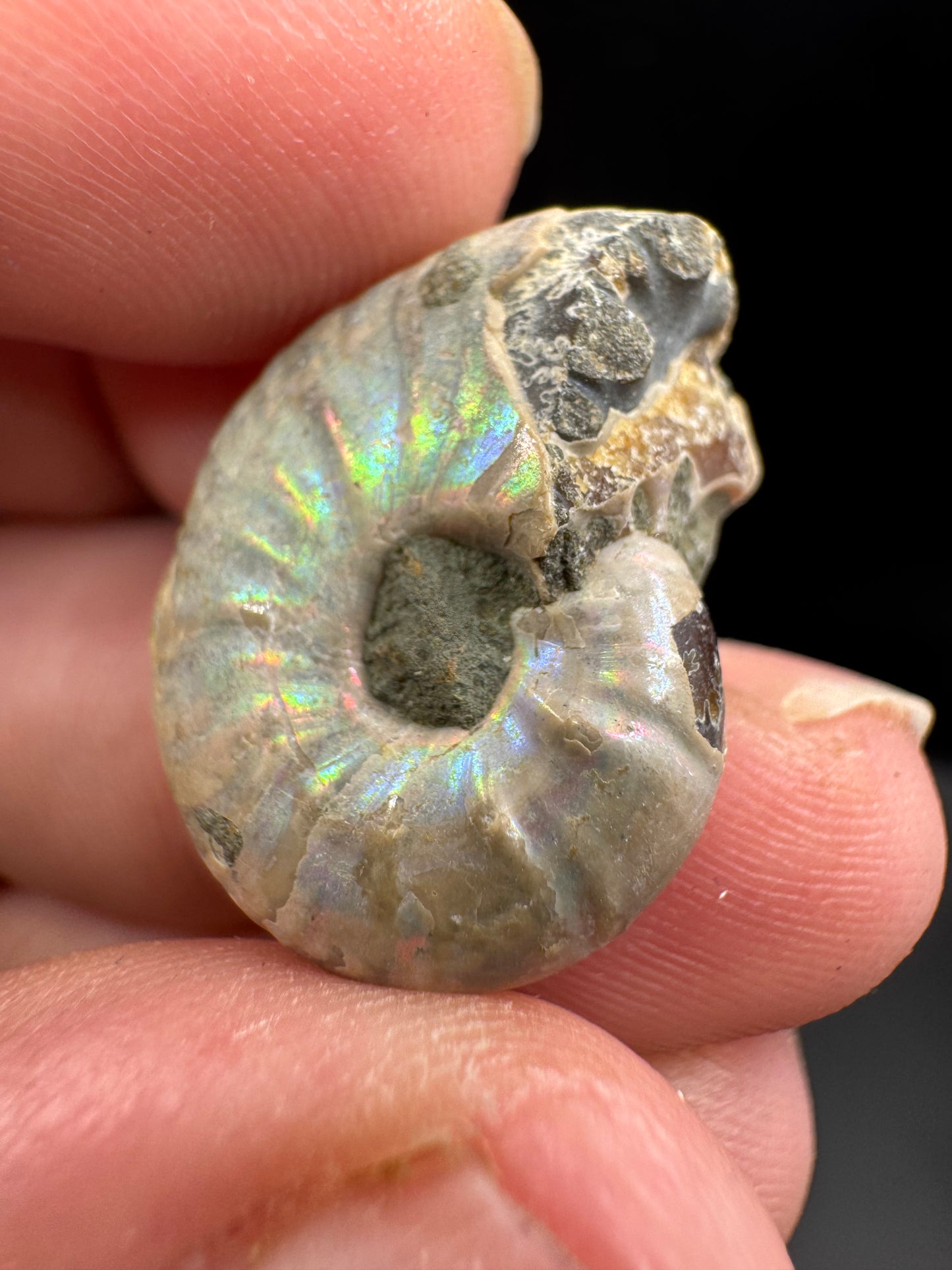 Opalized mini ammonites