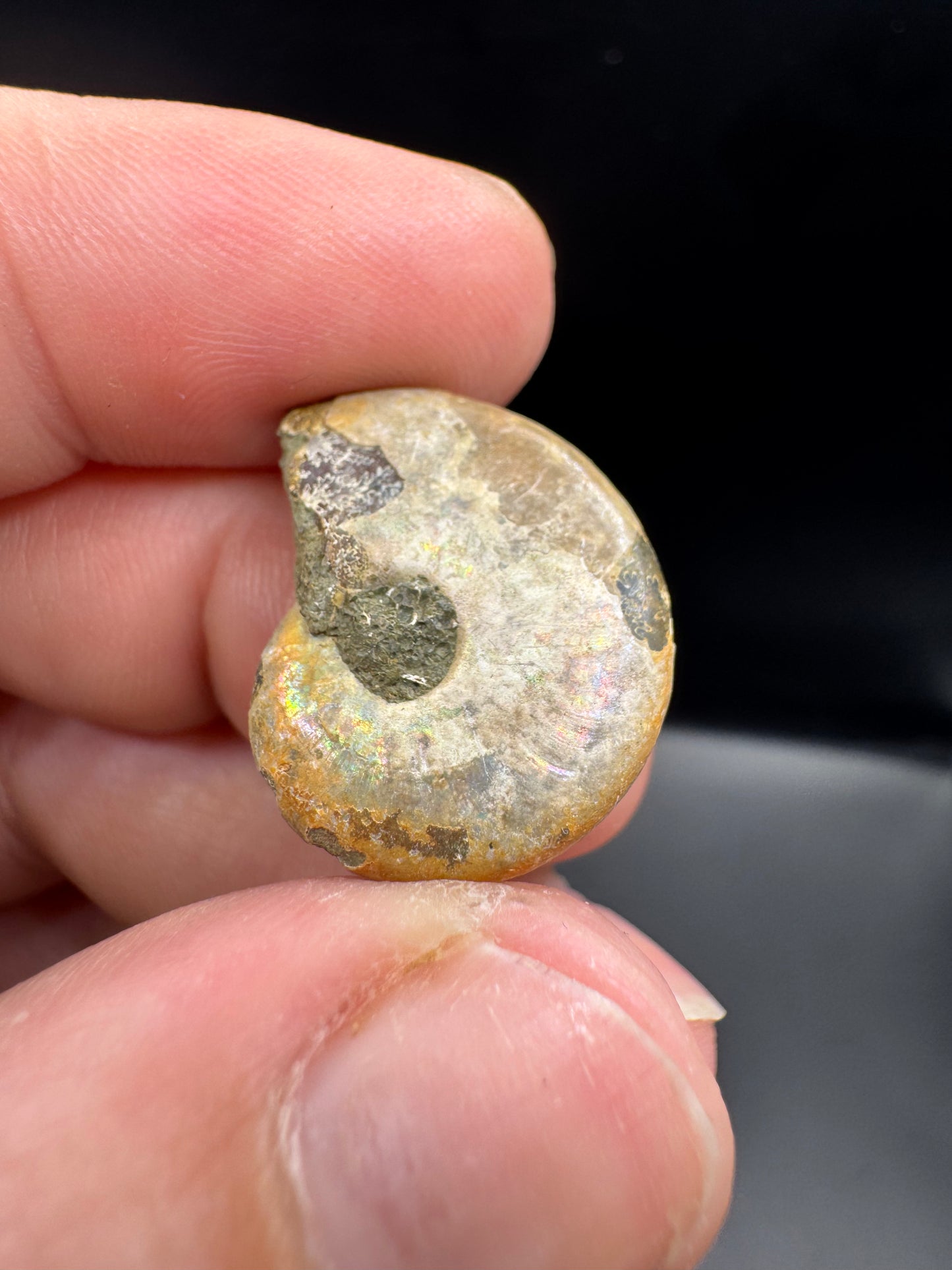 Opalized mini ammonites