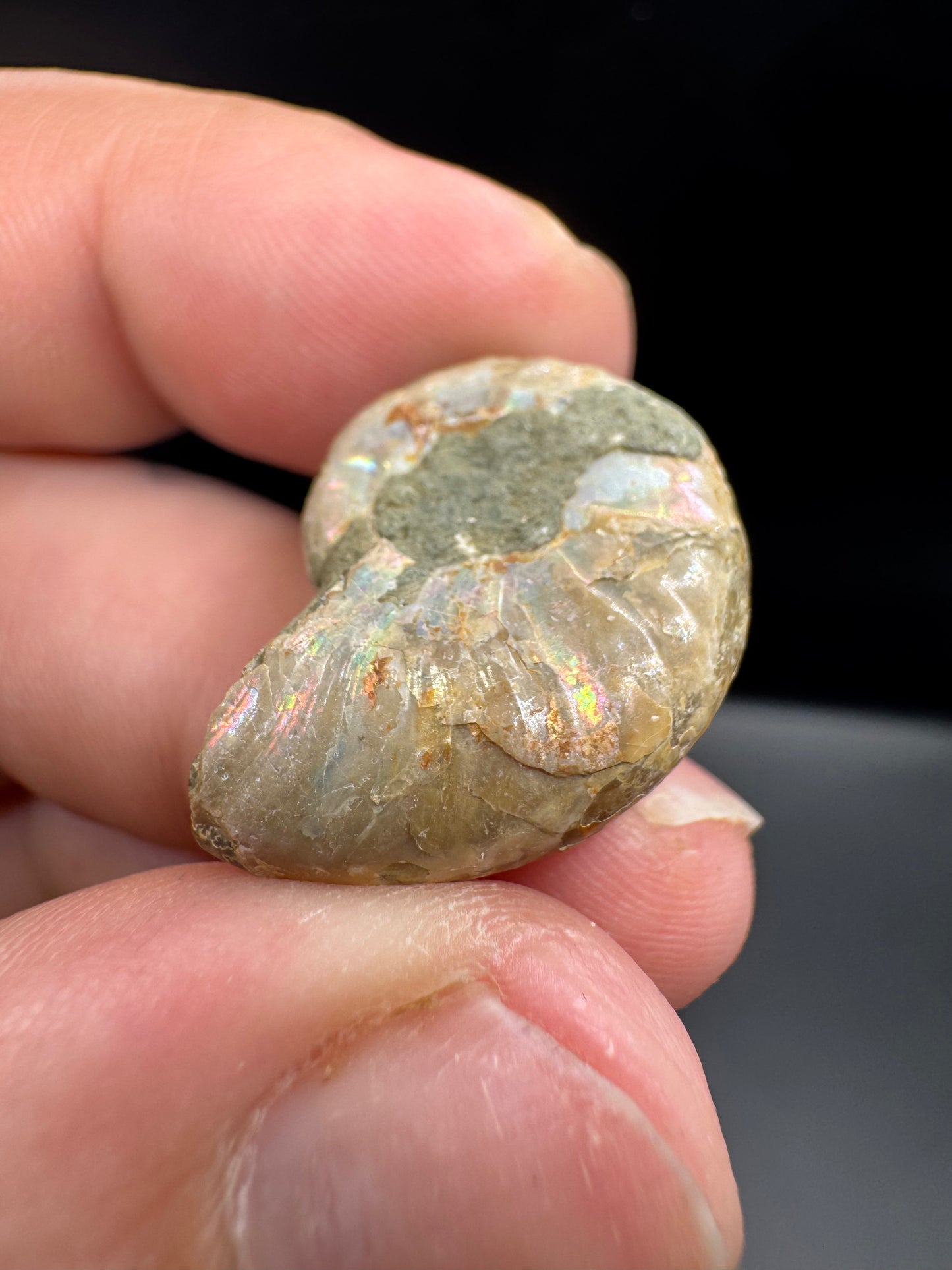 Opalized mini ammonites