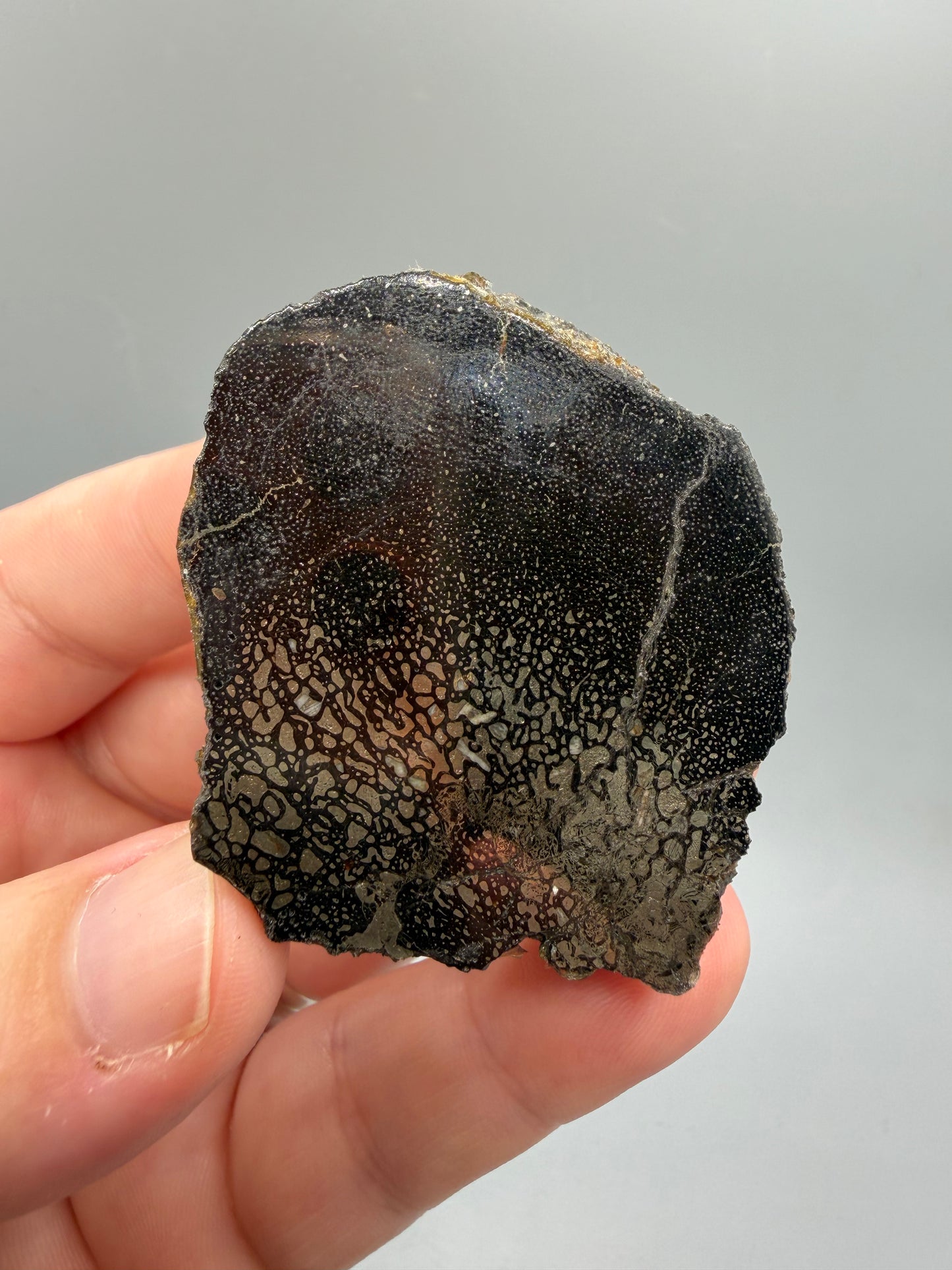 Pyritized dinosaur bone