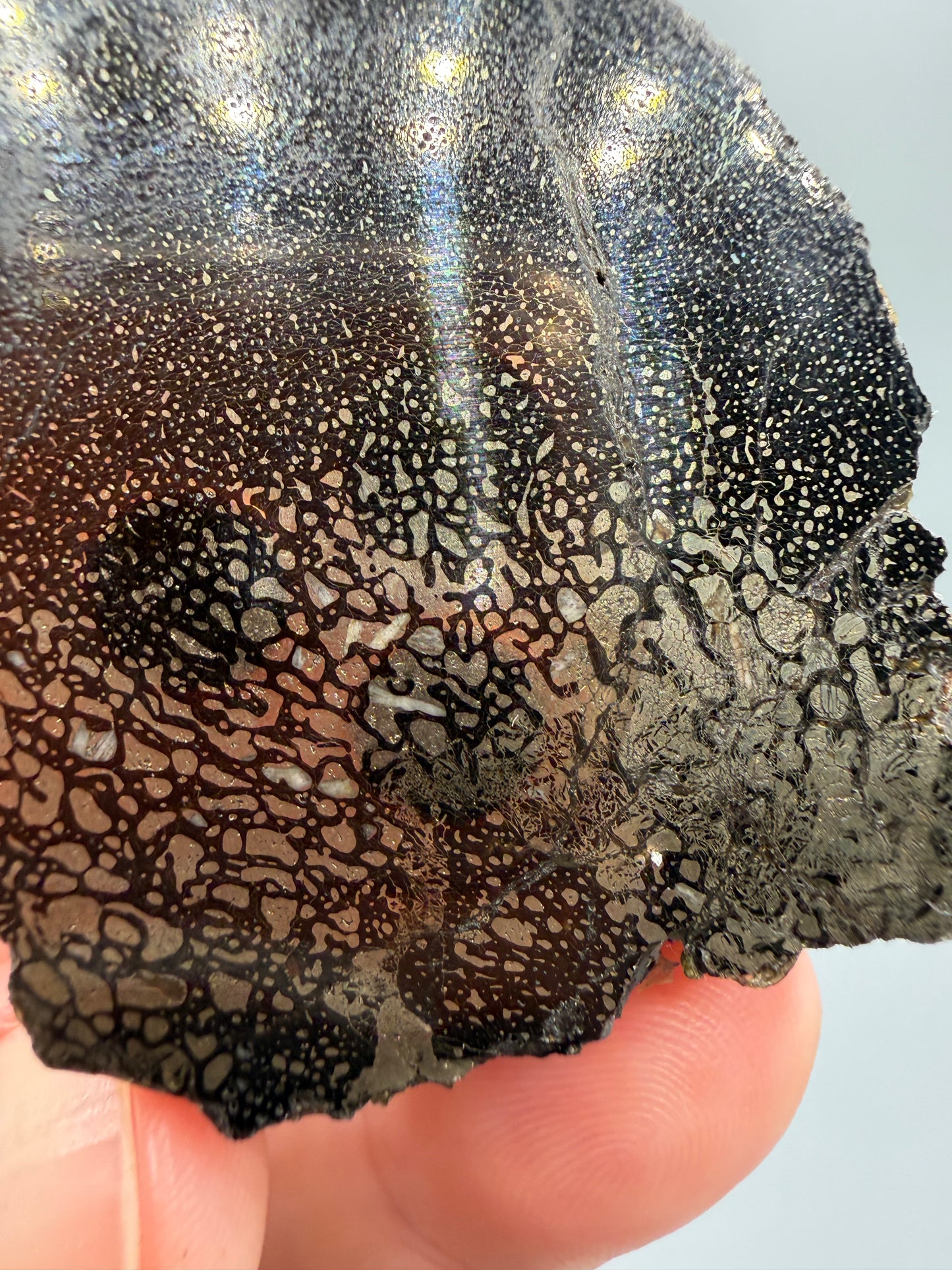 Pyritized dinosaur bone
