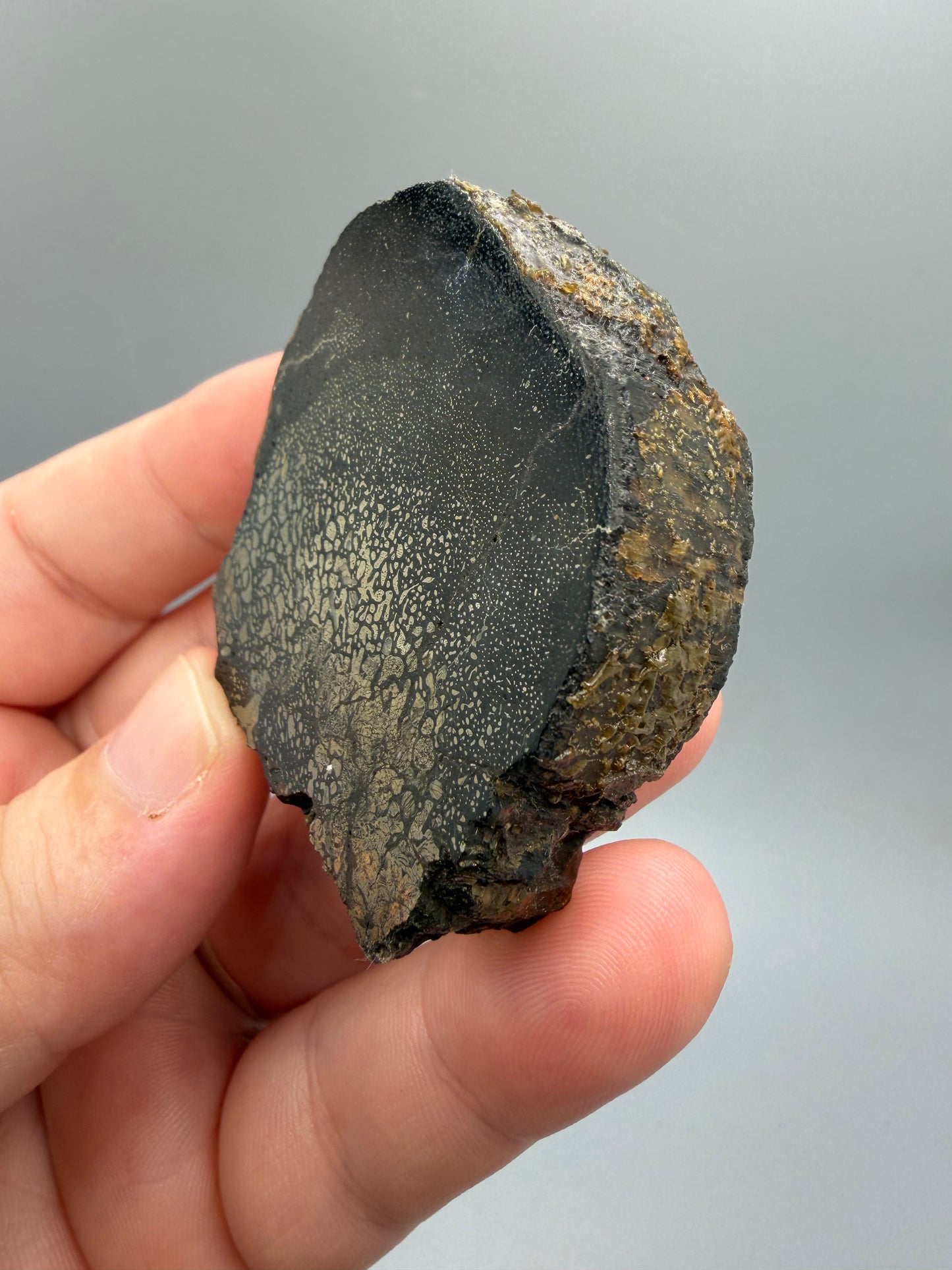 Pyritized dinosaur bone