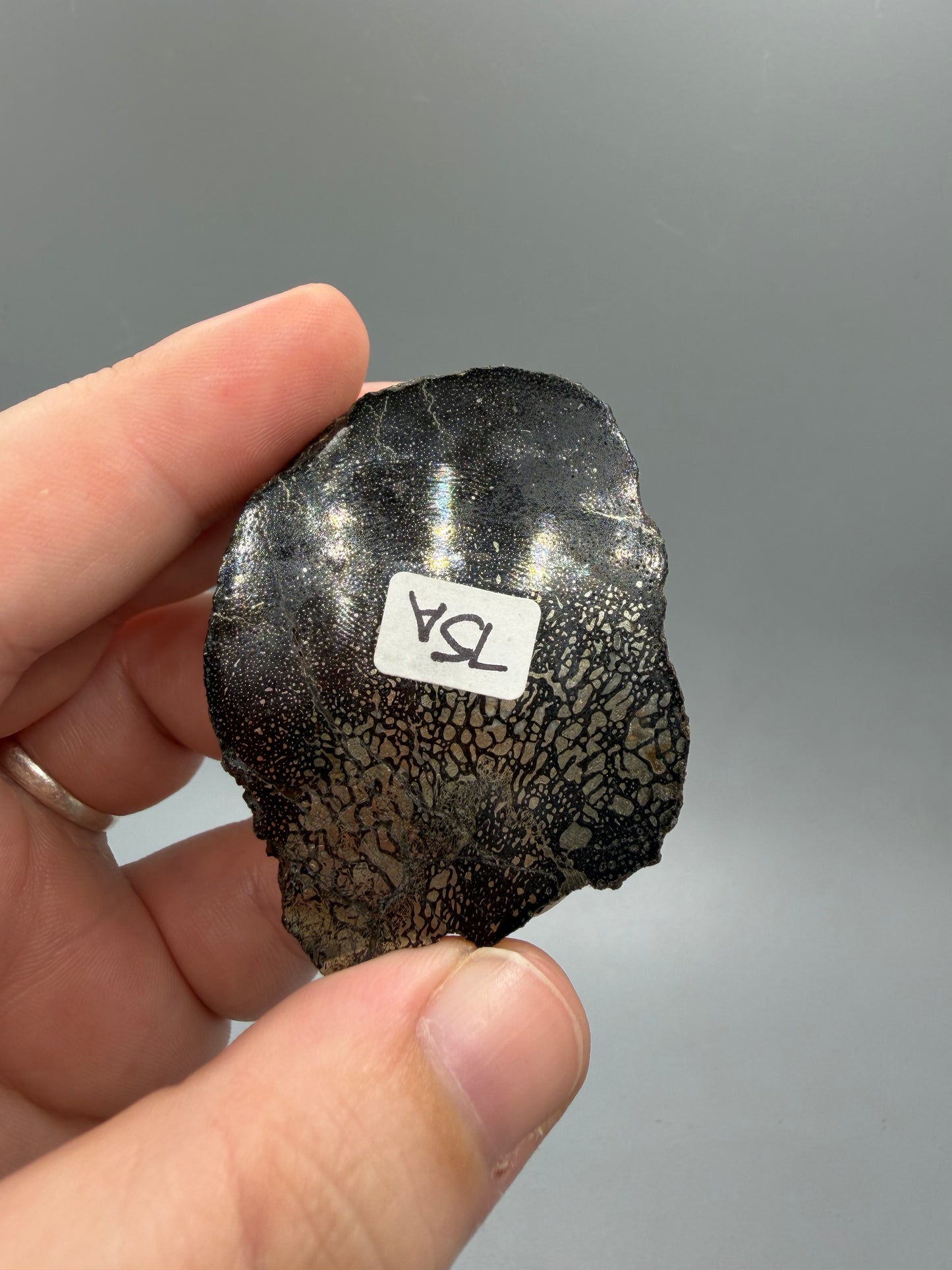 Pyritized dinosaur bone