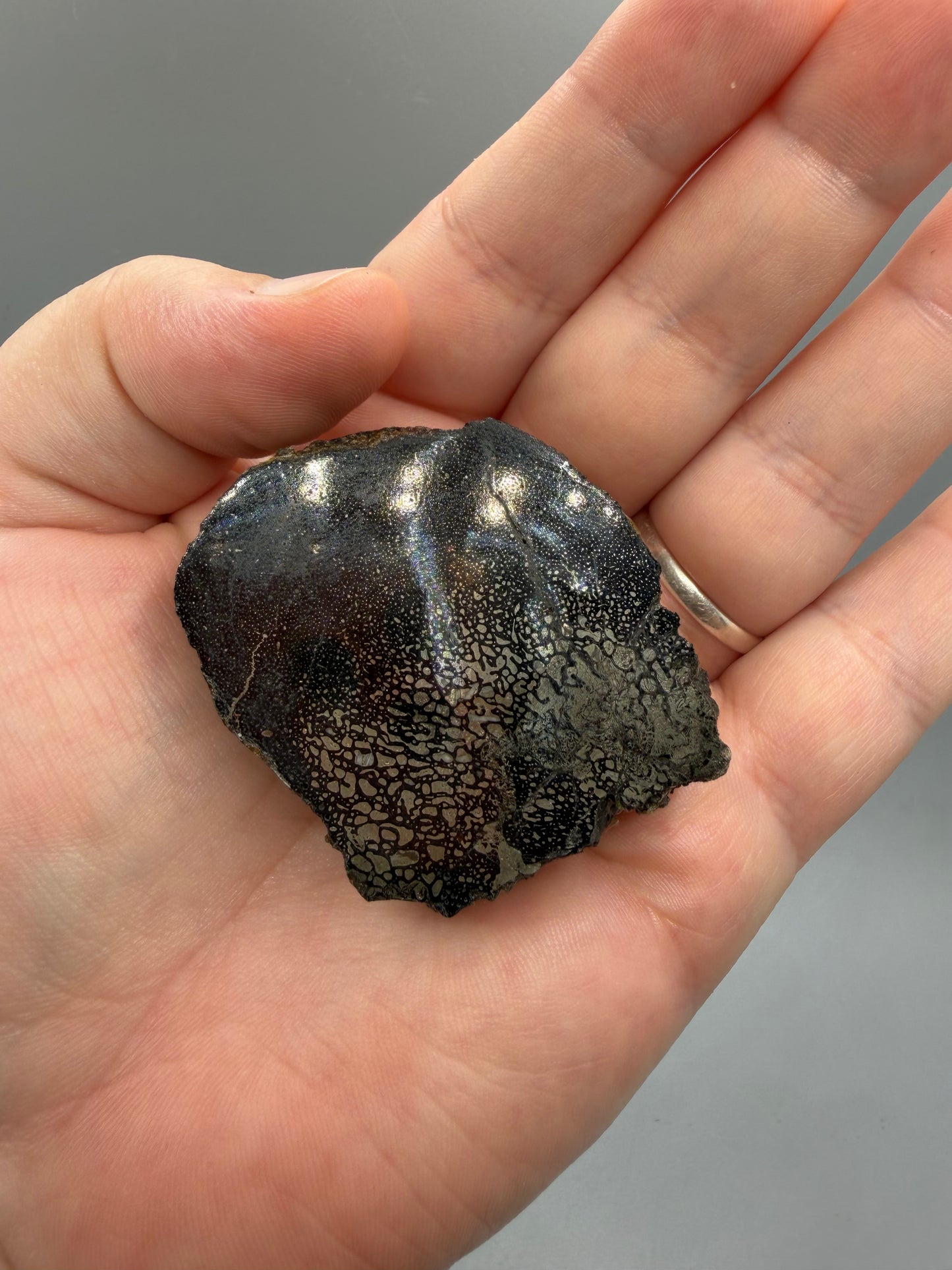 Pyritized dinosaur bone
