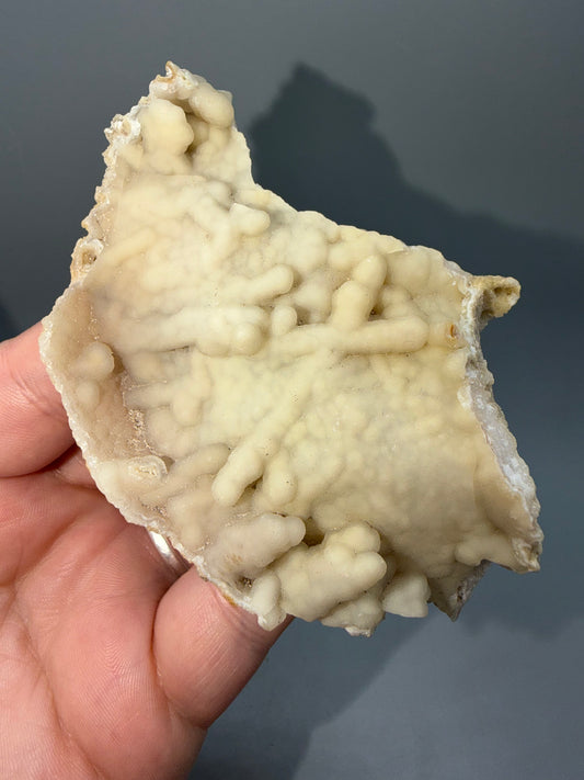 Agatized coral
