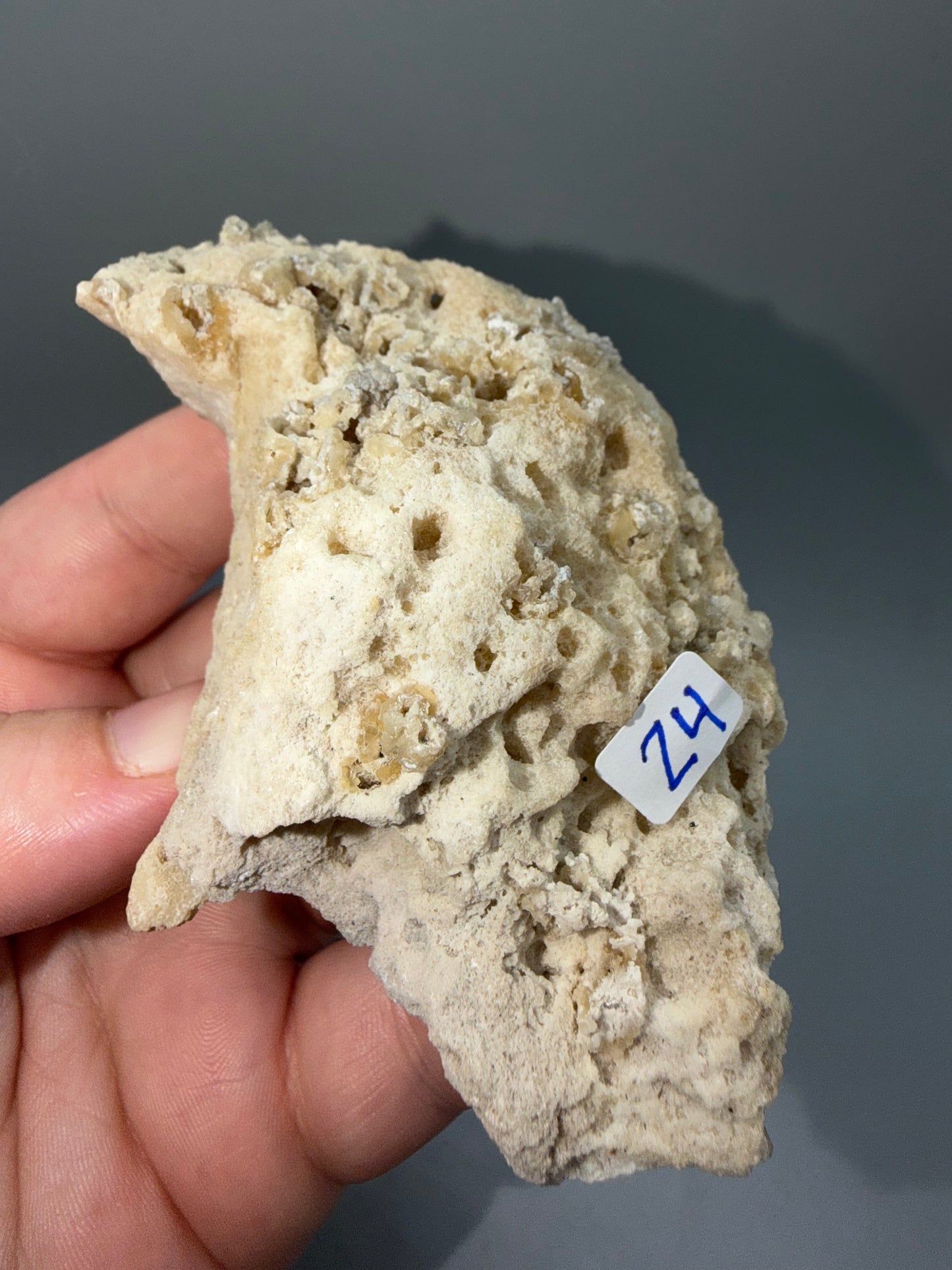 Agatized coral