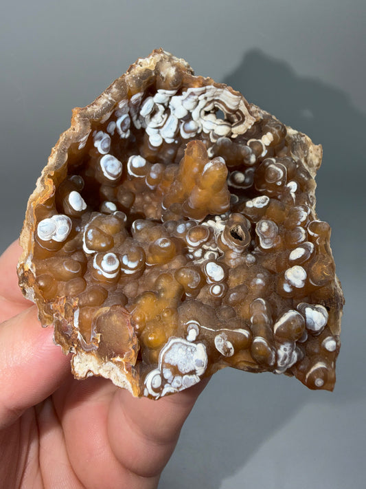 Agatized coral