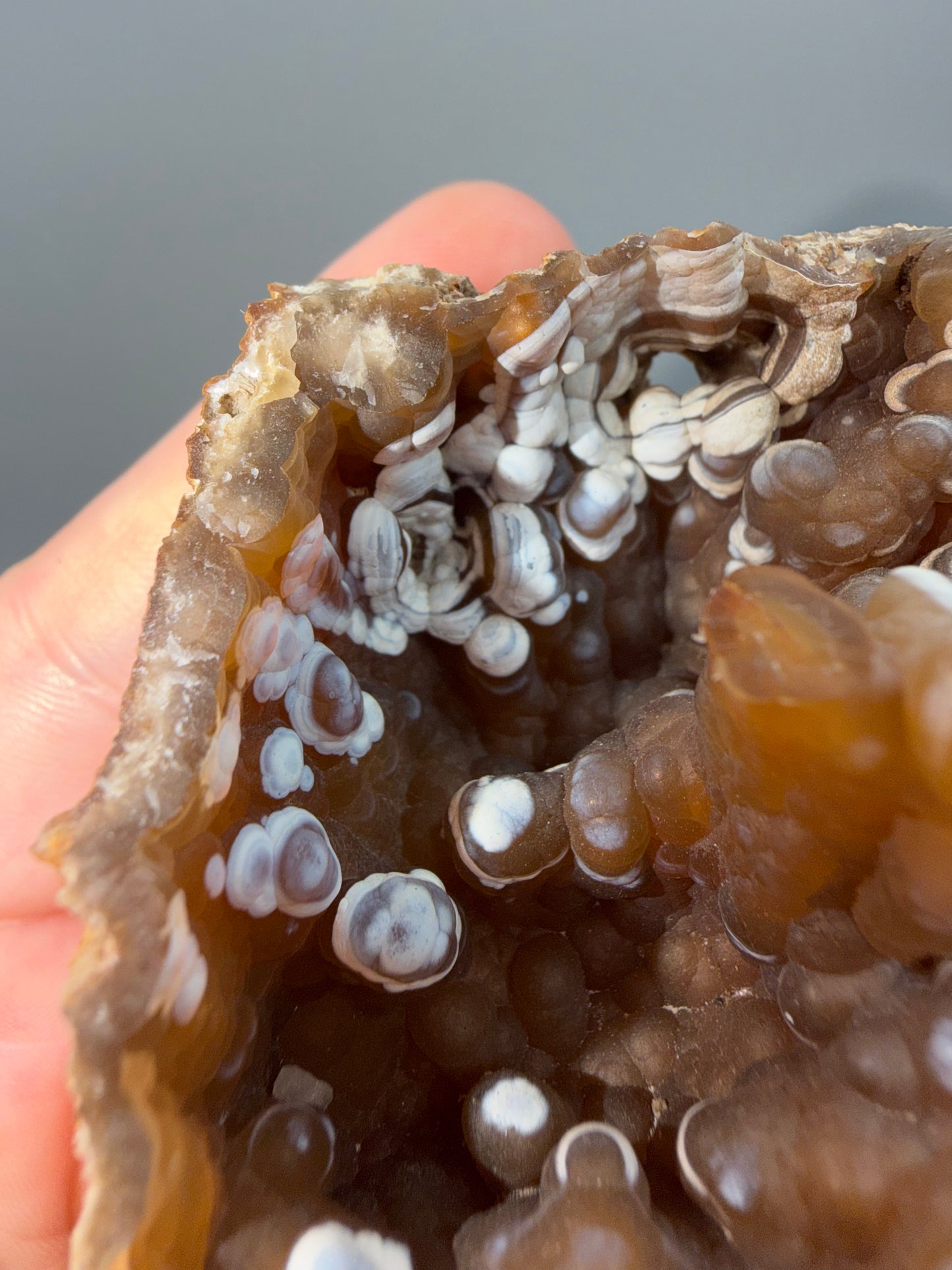 Agatized coral