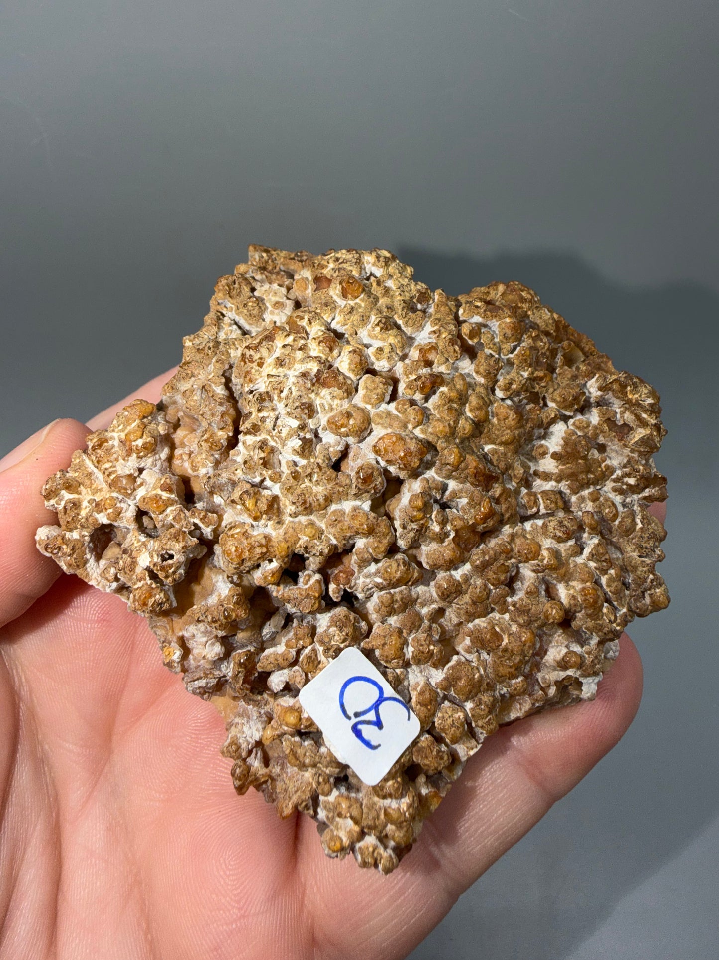 Agatized coral