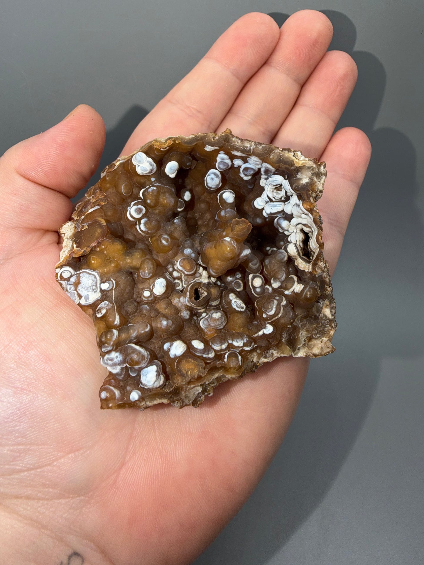 Agatized coral