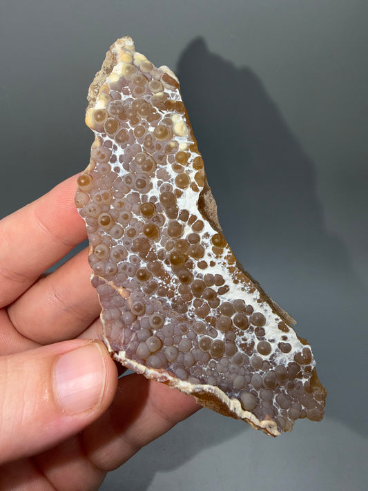 Agatized coral