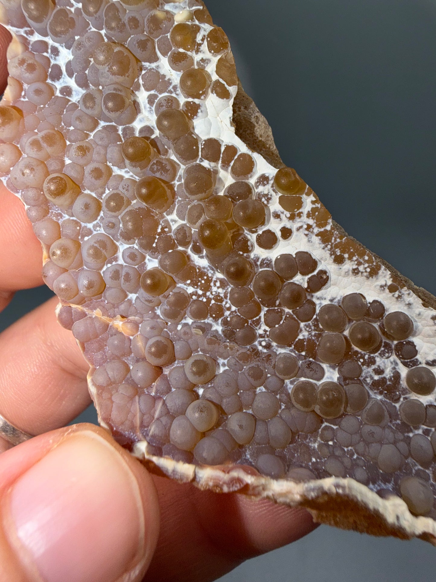 Agatized coral