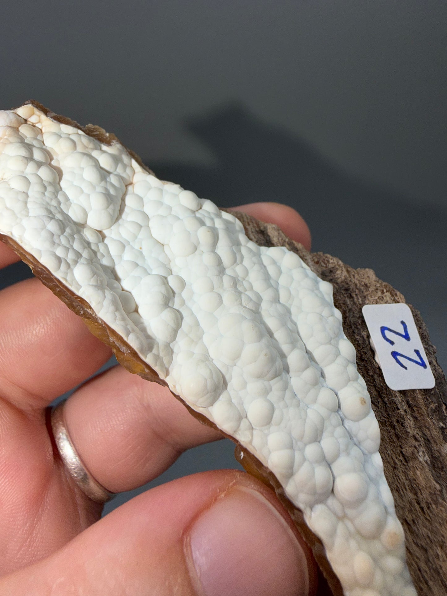 Agatized coral