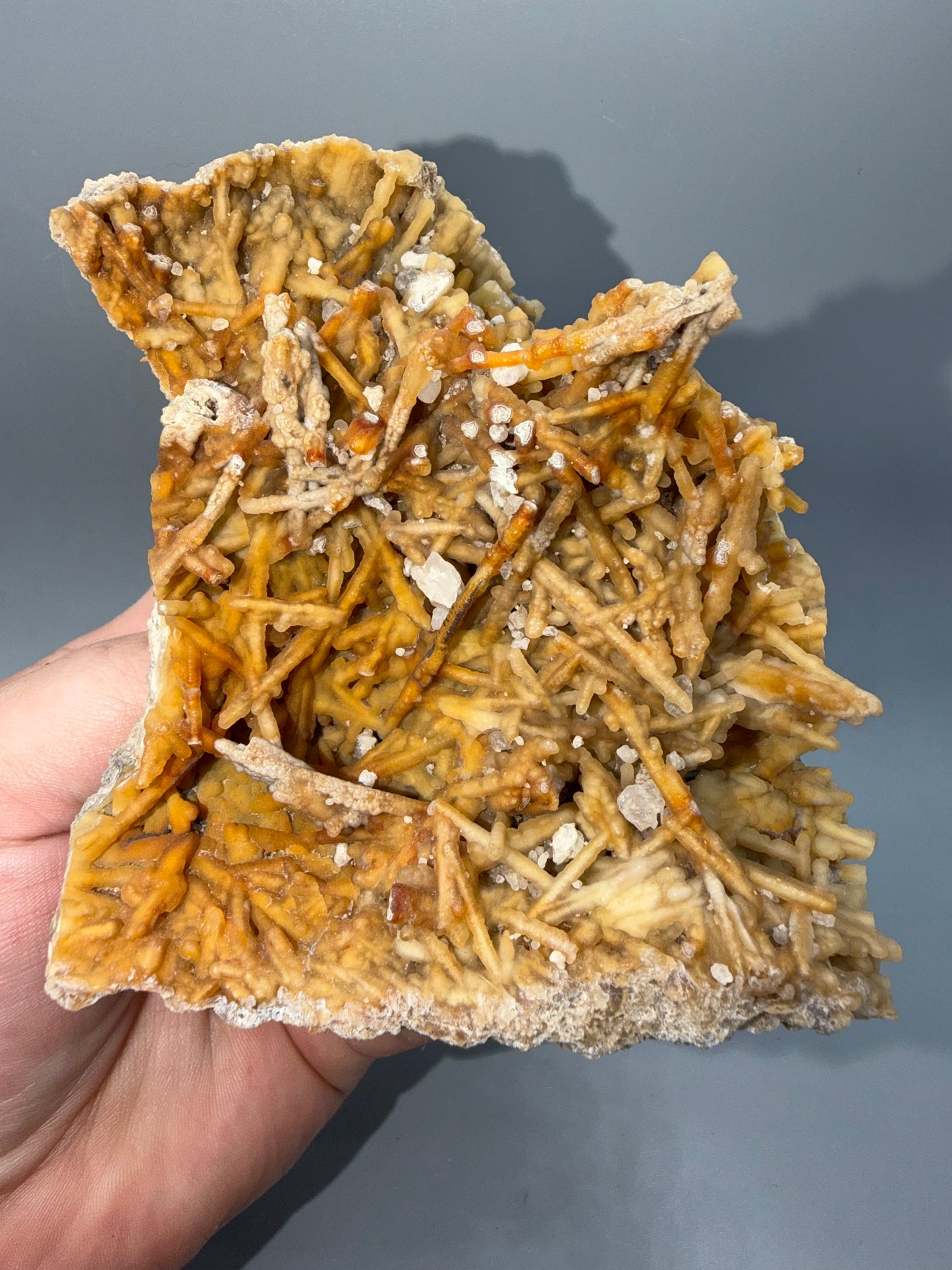 Agatized coral