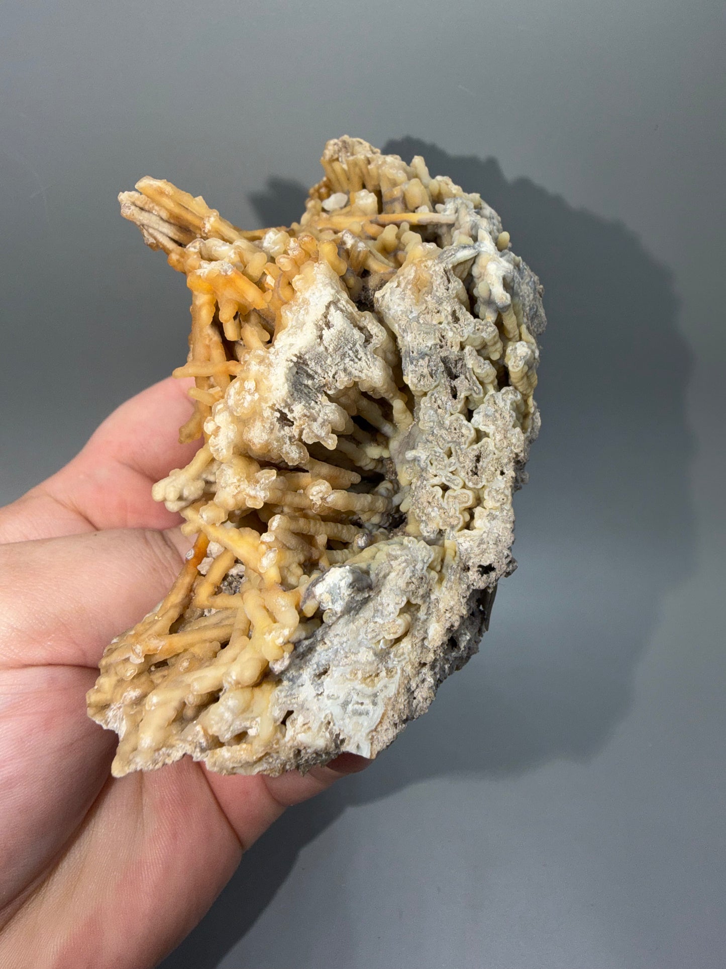 Agatized coral