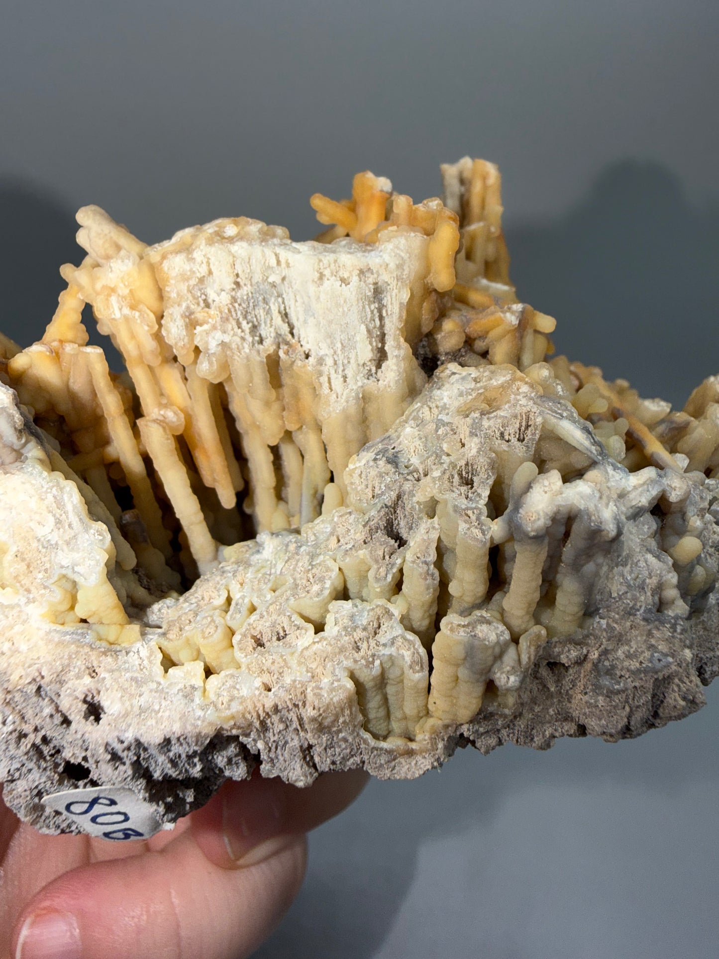 Agatized coral