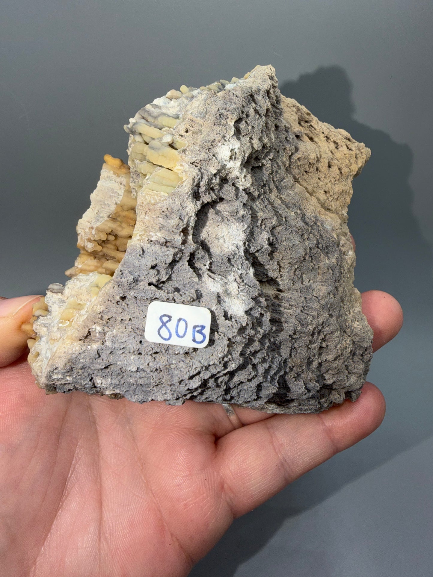 Agatized coral