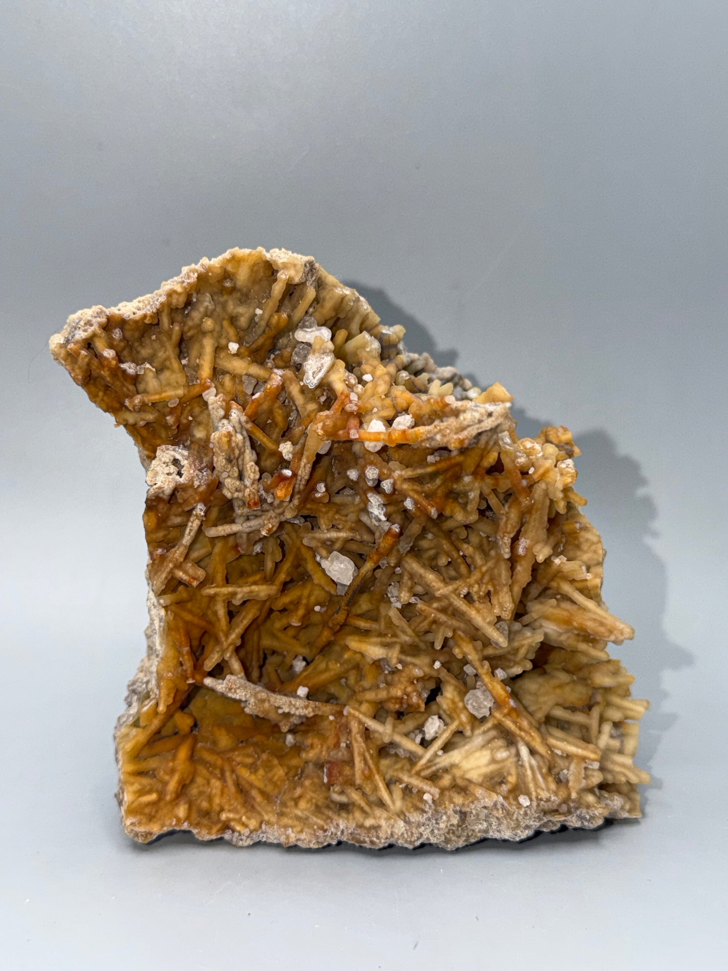 Agatized coral