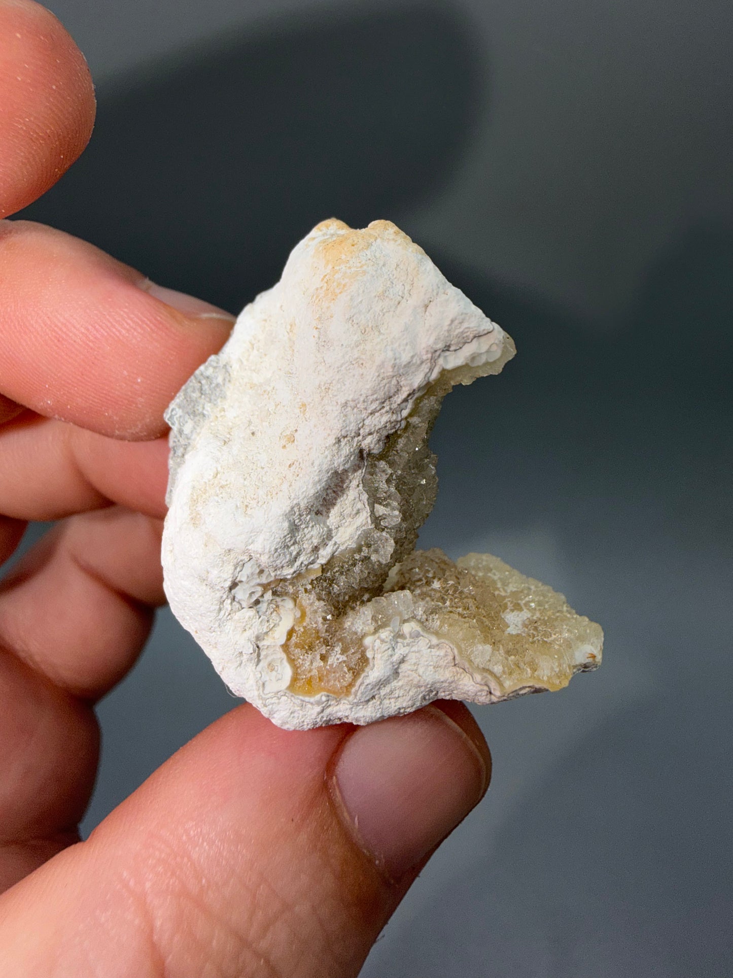 Agatized coral
