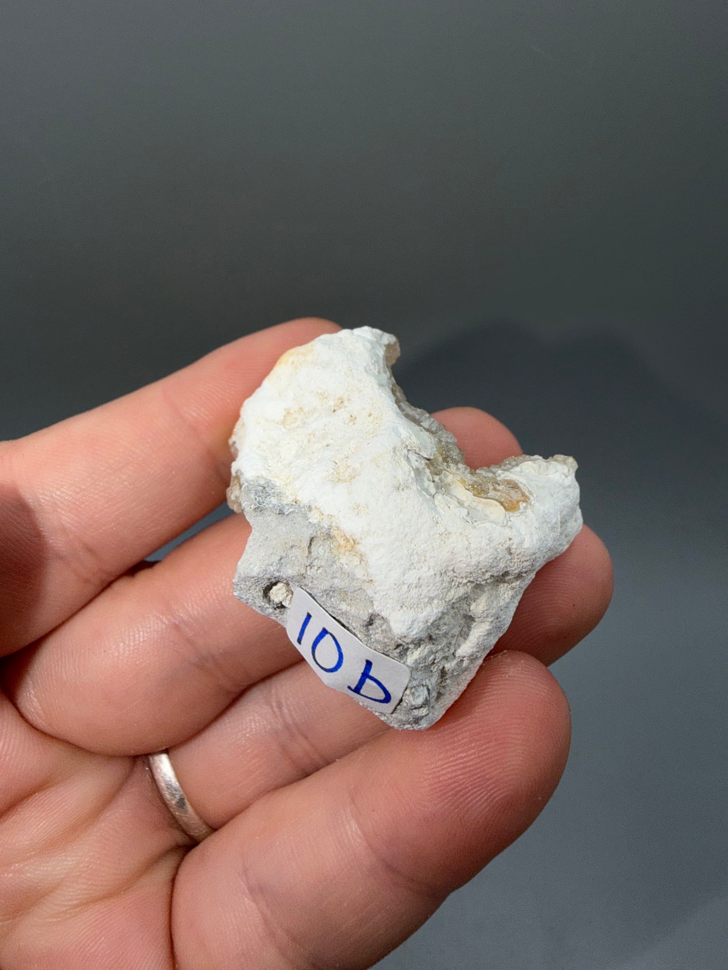Agatized coral