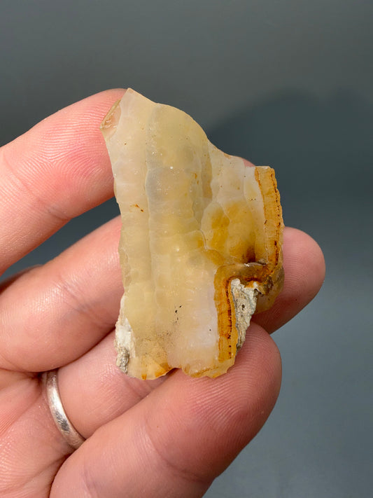 Agatized coral