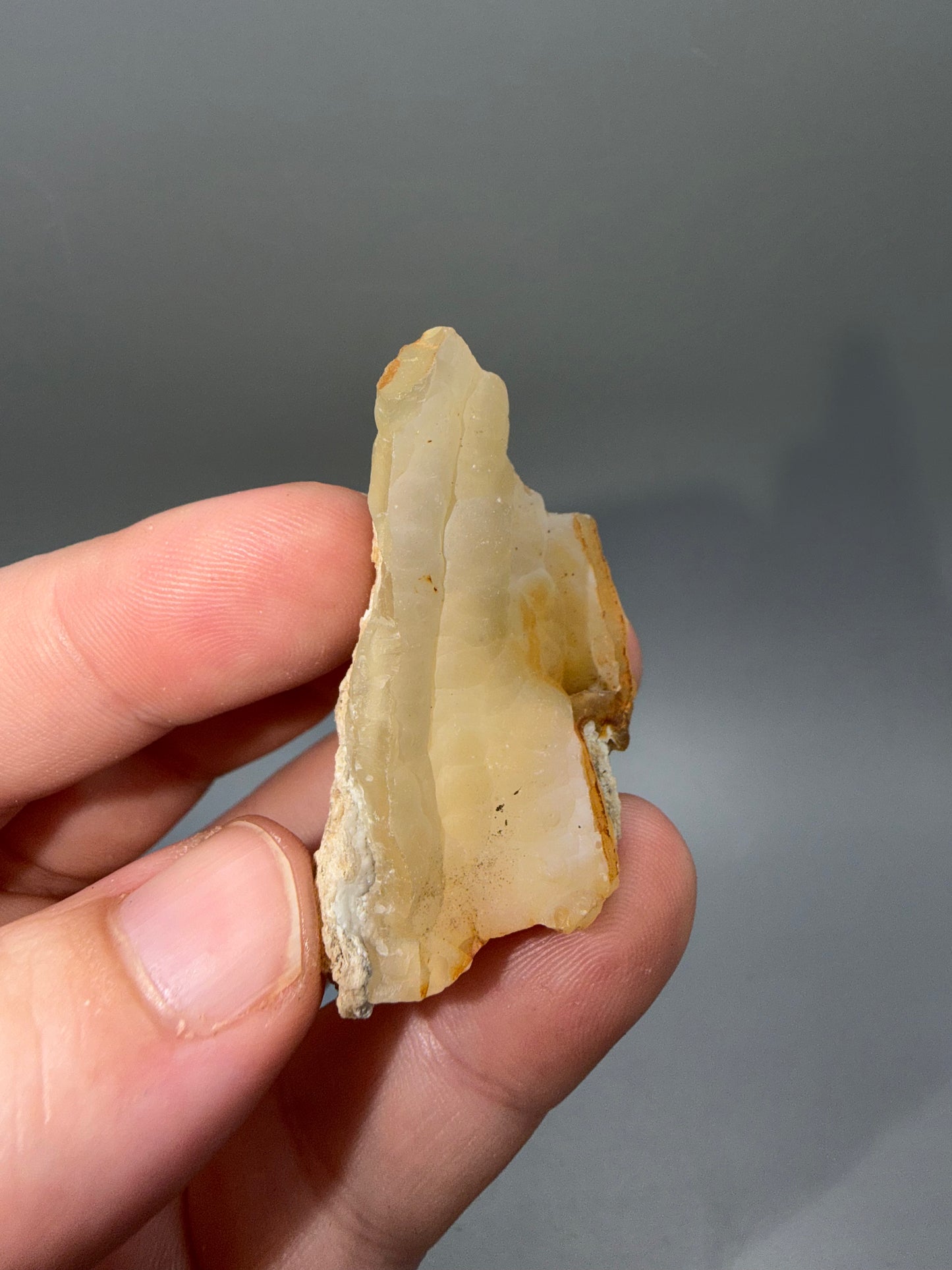 Agatized coral