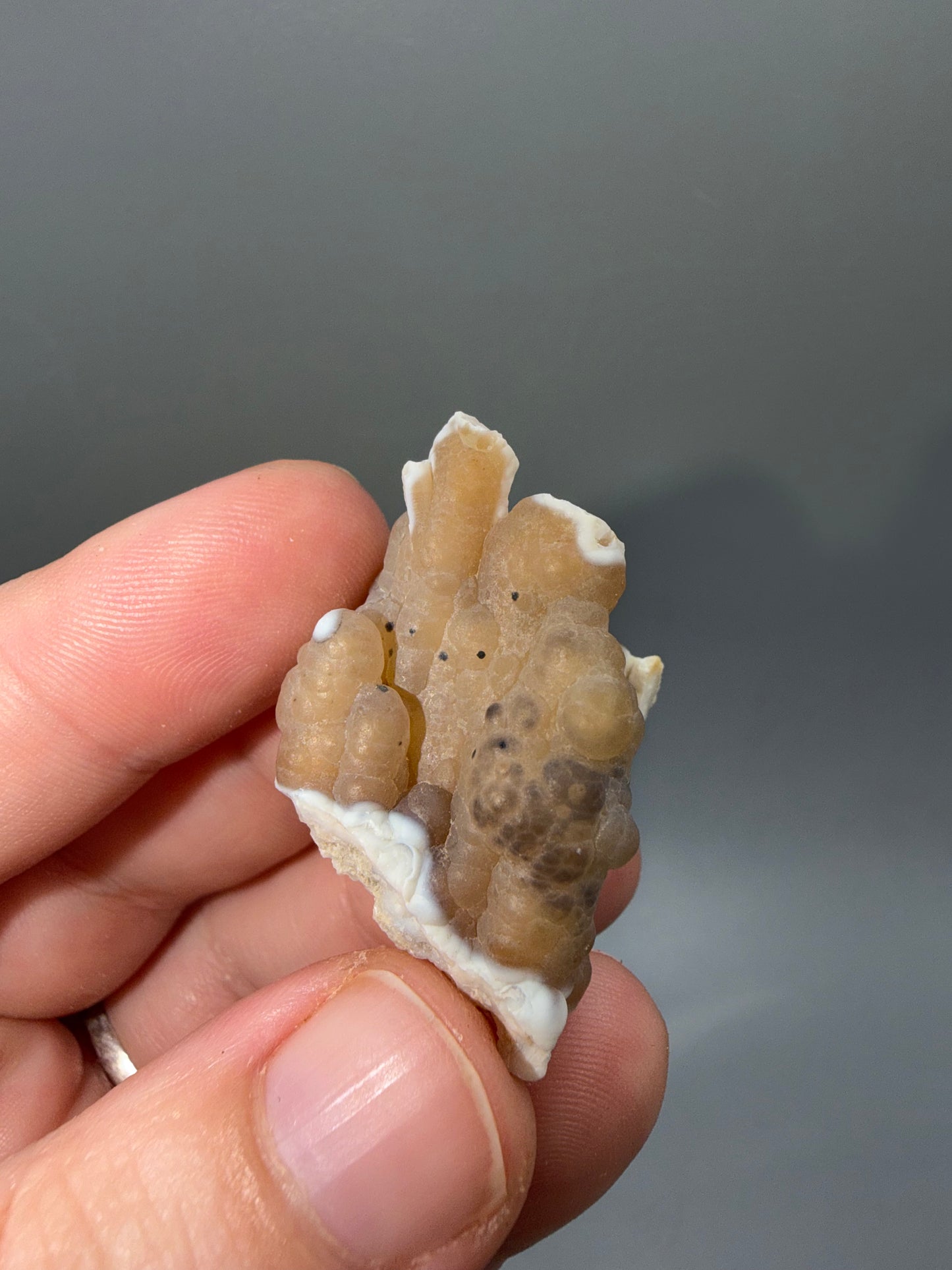 Agatized coral