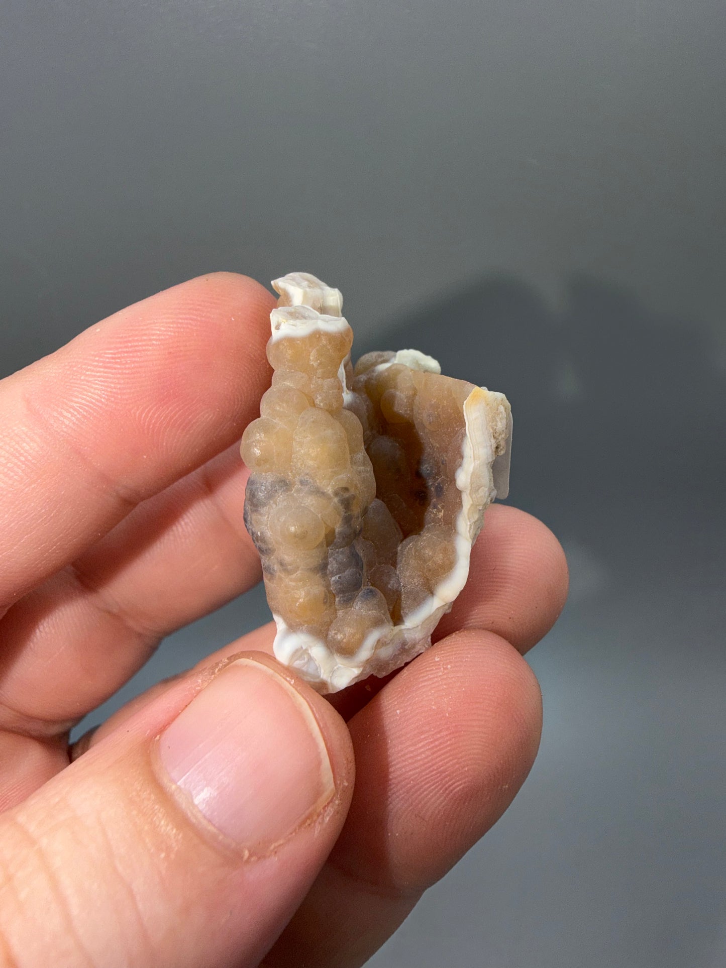 Agatized coral